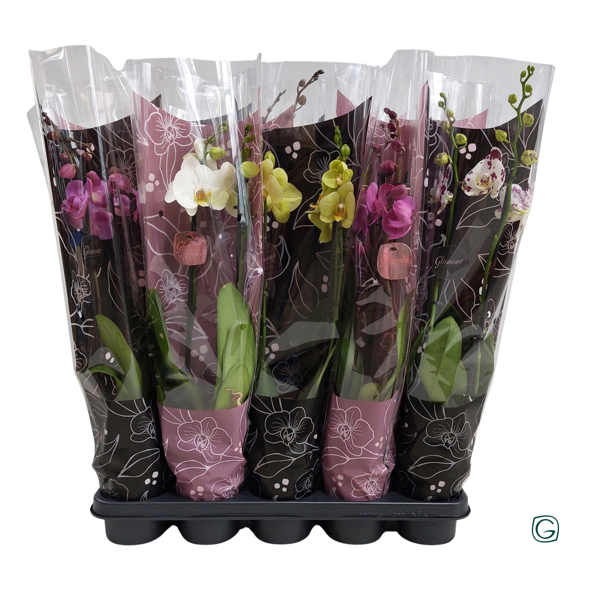 Phal. 2 tk mix Glamour-mix, D 12