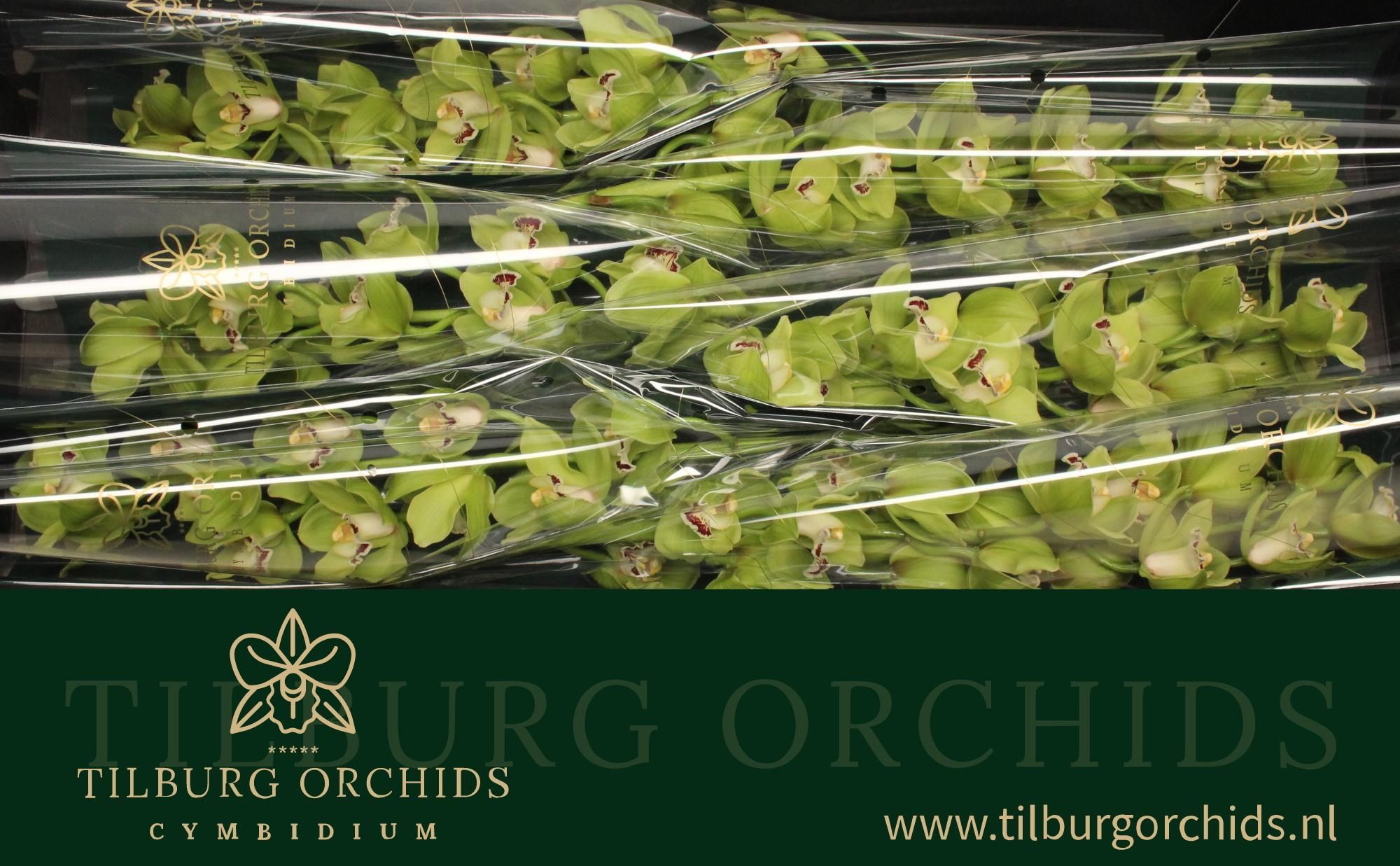Цимбидиум Оваци Эмеральд x6 80, шт.