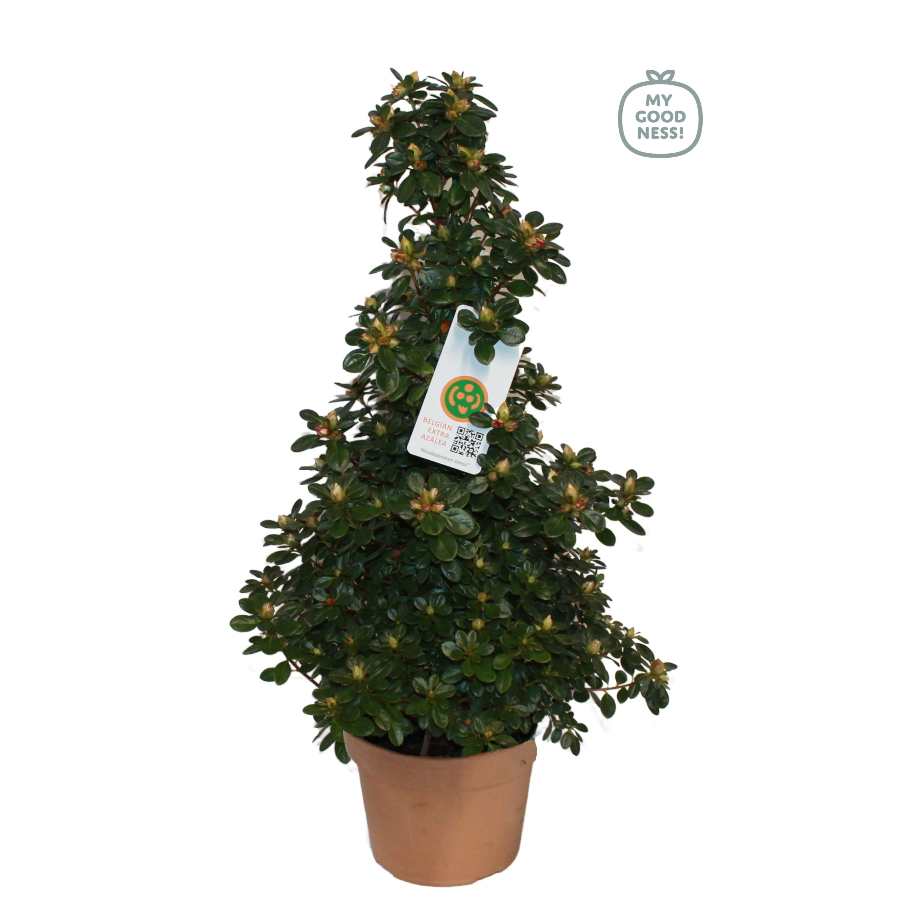 Azalea piramide / P17 'Mix CC' V kleurtonend, D 17