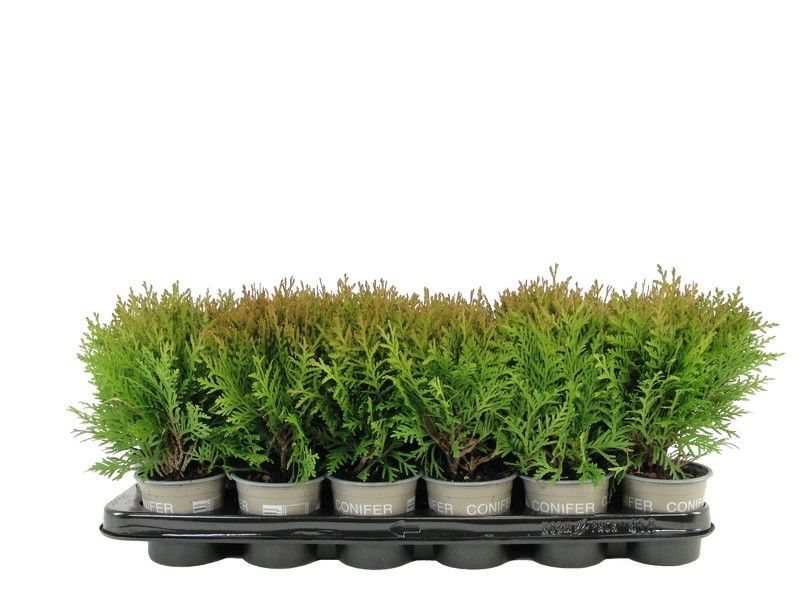Thuja occidentalis 'Danica', D 9