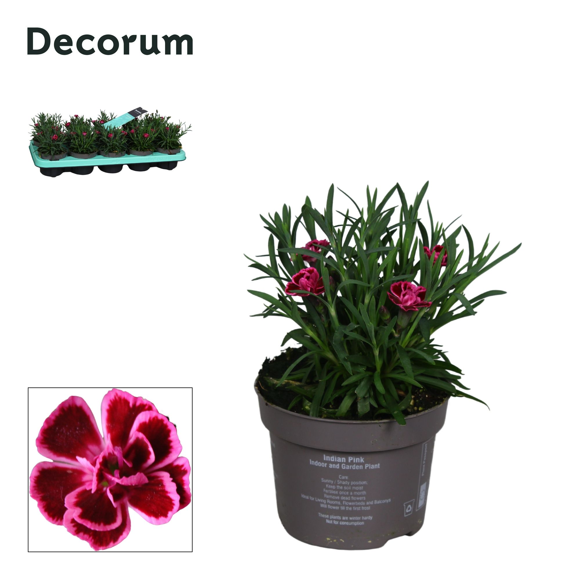 Dianthus - 10,5 cm - Decorum - Sweety Viva Magenta, D 10,5