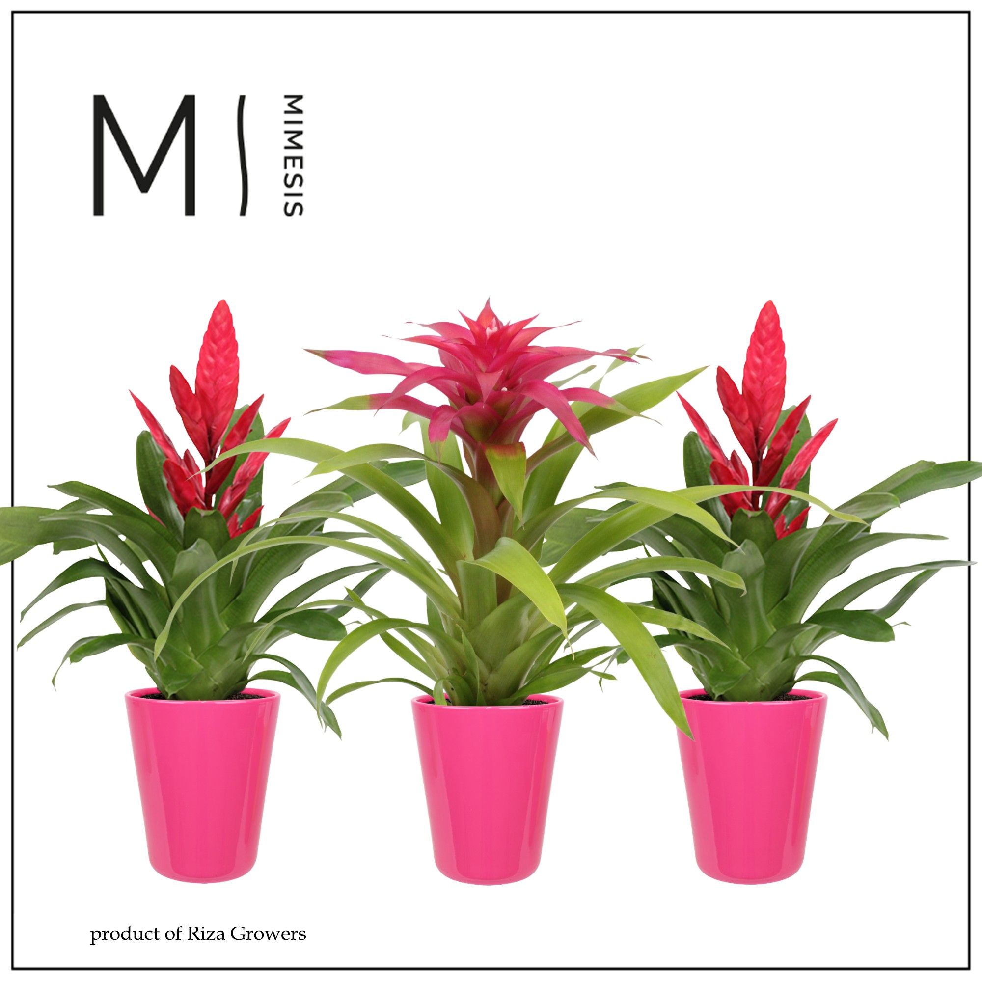 Bromelia Pink - 13cm in Florence | Mimesis, D 12