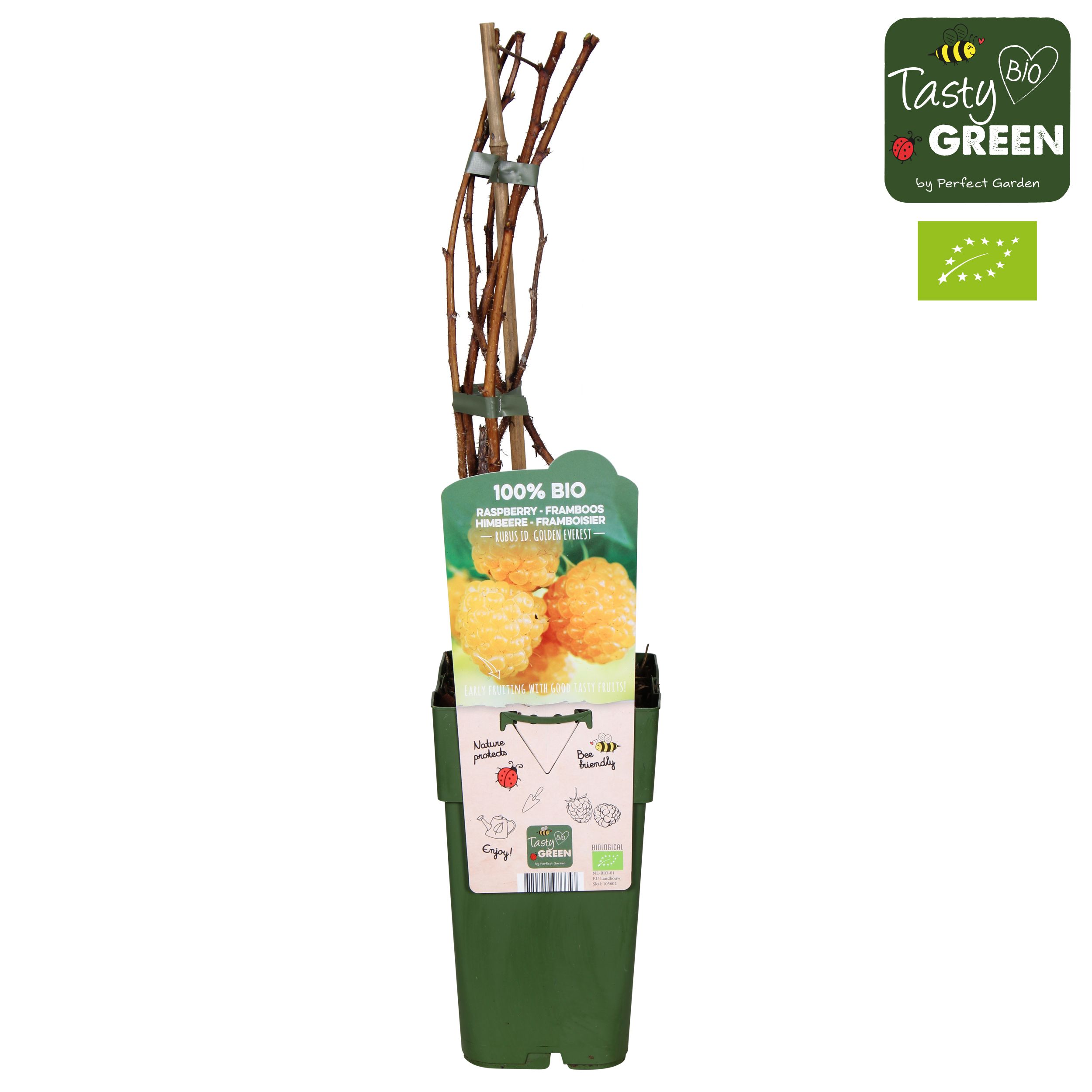 Rubus idaeus 'Golden Everest' Bio P15, D 15