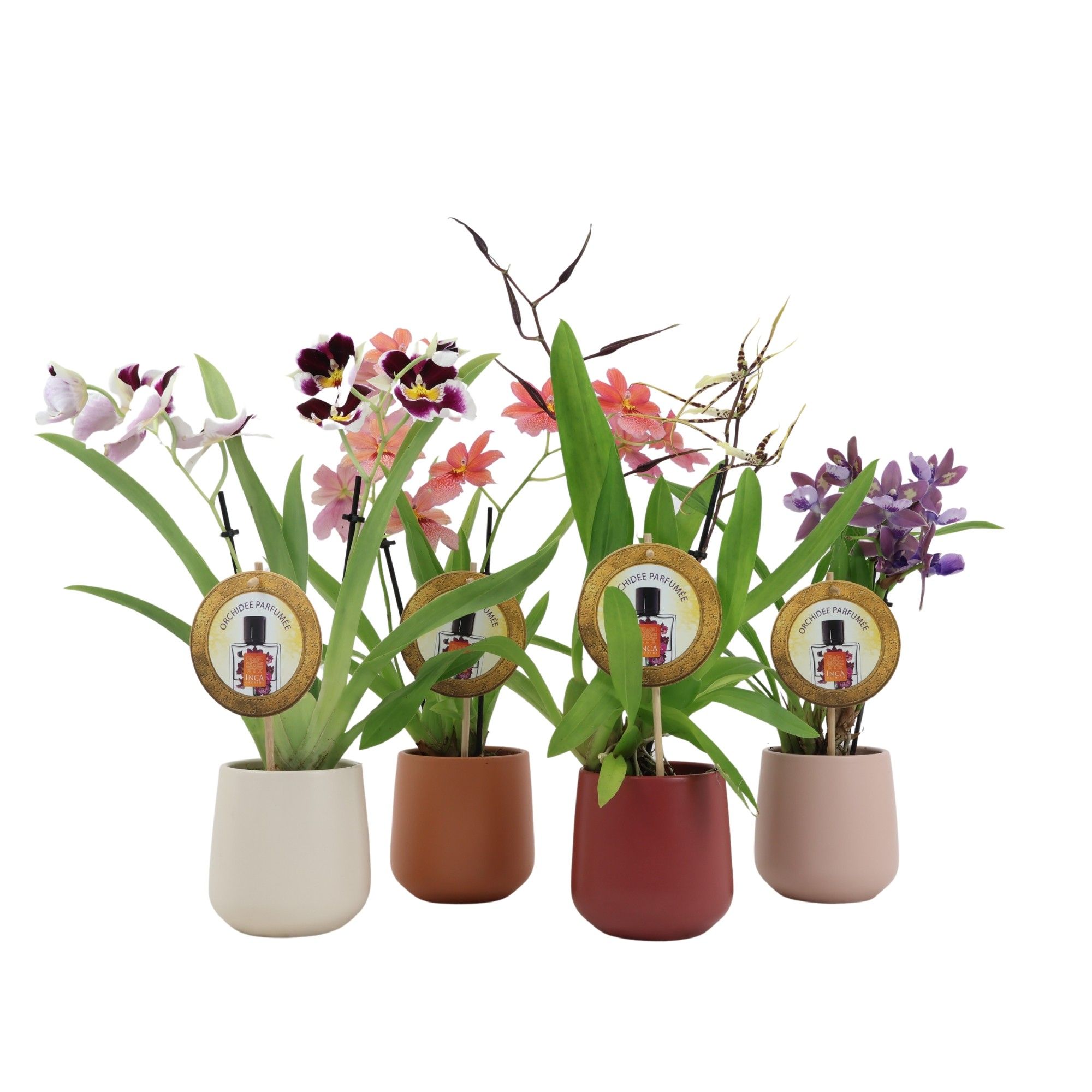 Inca Orchid mix Parfumee 2 spike De Luxe in ceramics Ø11,5, D 9