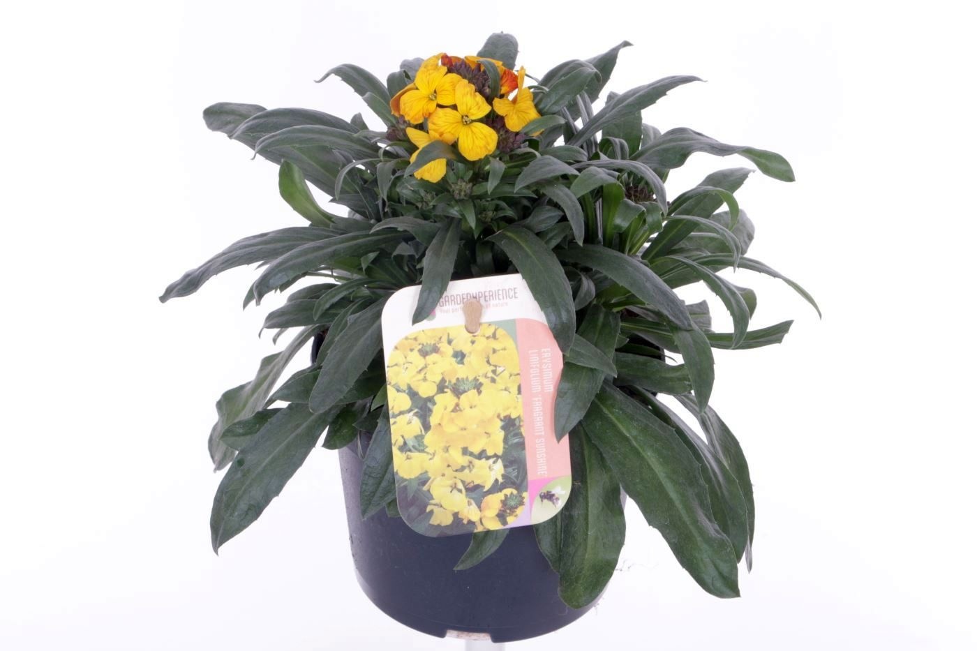 Erysimum lin. Fragrant Sunshine, D 13