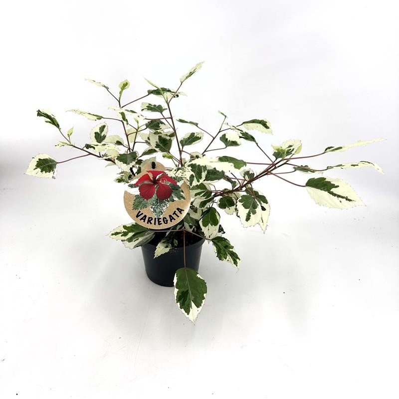 HIBISCUS ROSA SINENSIS H80 VARIEGATA, D 12