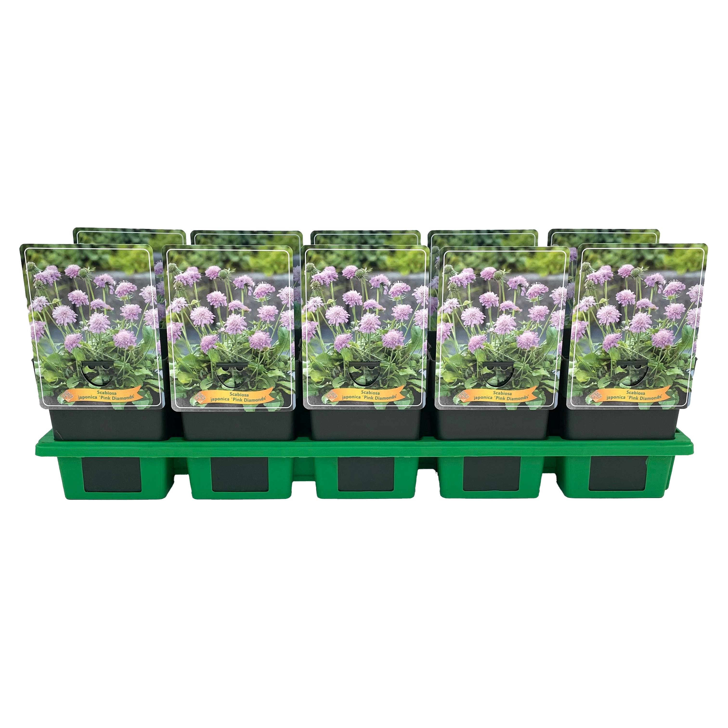 Scabiosa japonica 'Pink Diamonds' P11, D 11