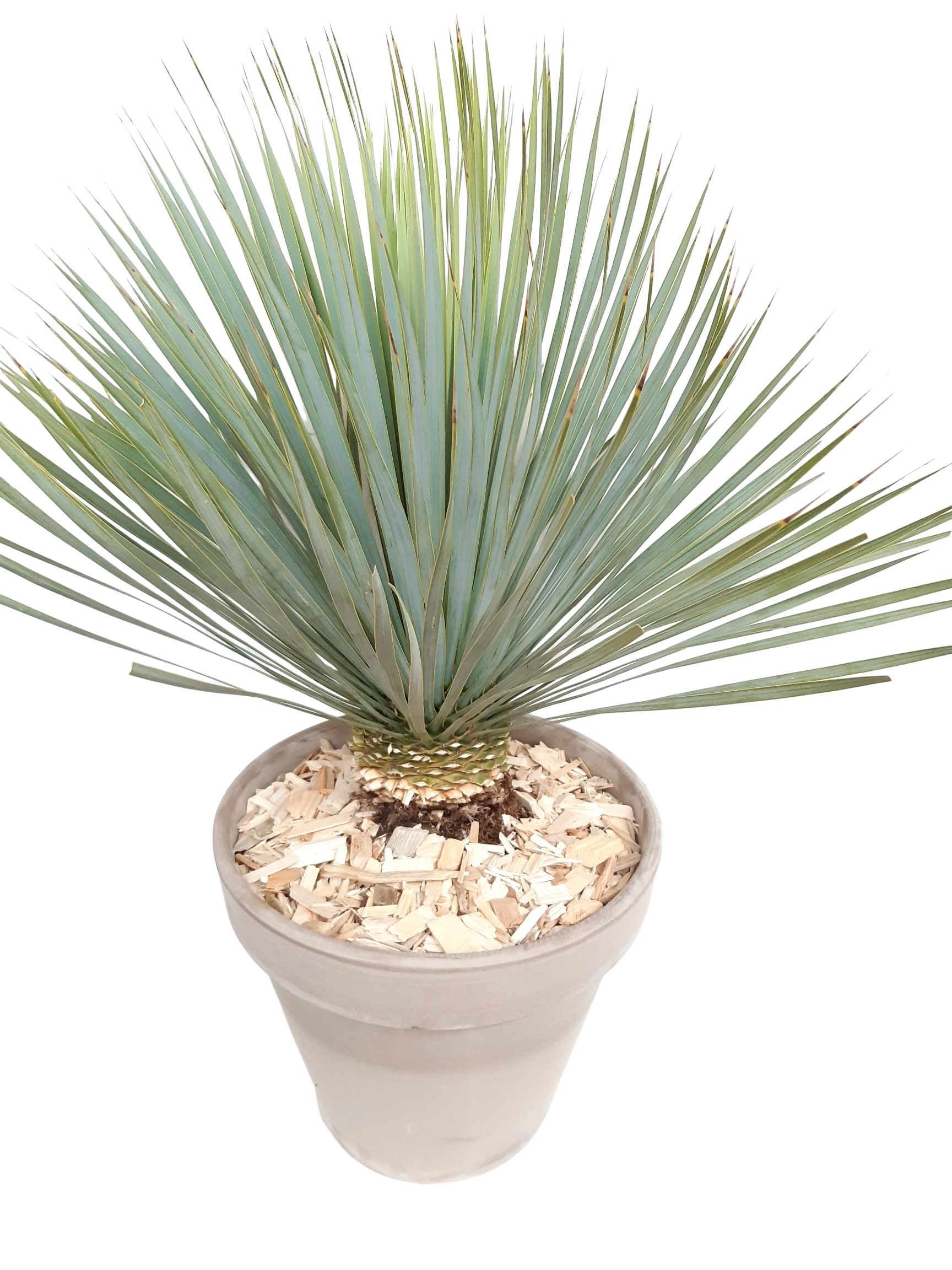 BLP35YR Yucca Rostrata op stam D35cm Terraspot, D 35