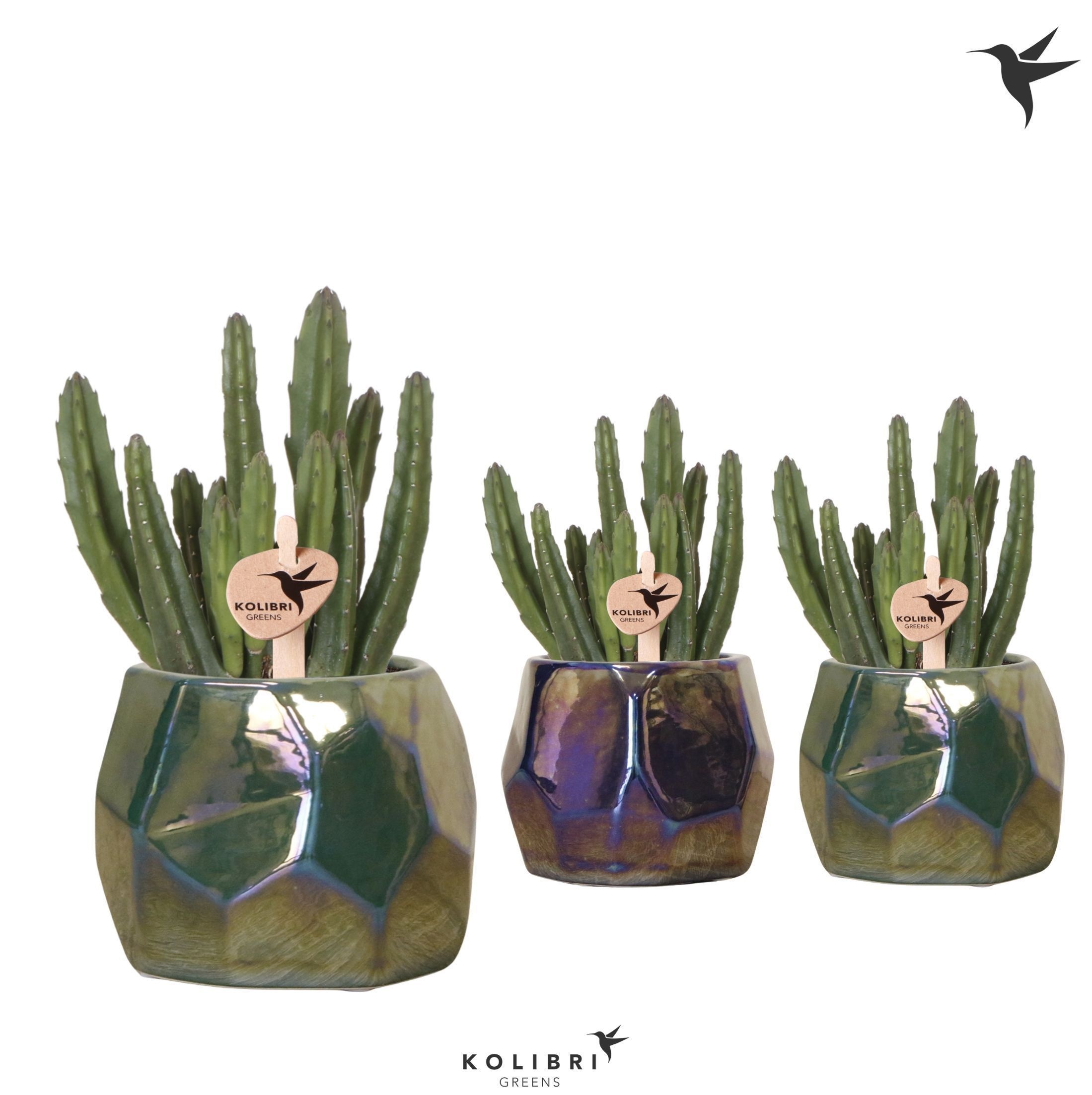 Kolibri Greens Stapelia Leendertziae in Pearl pot blue green mix, D 9