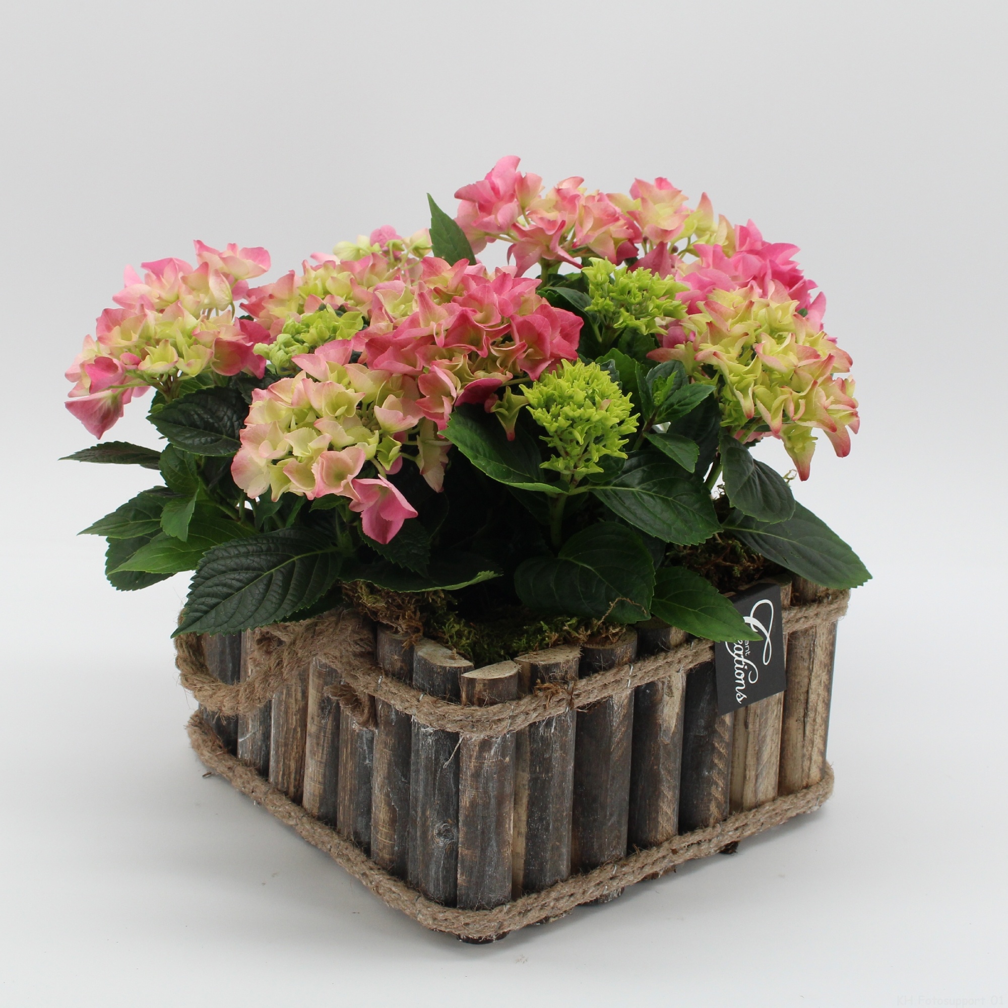 KHCR-2617RZ Hydrangea creatie, D 23