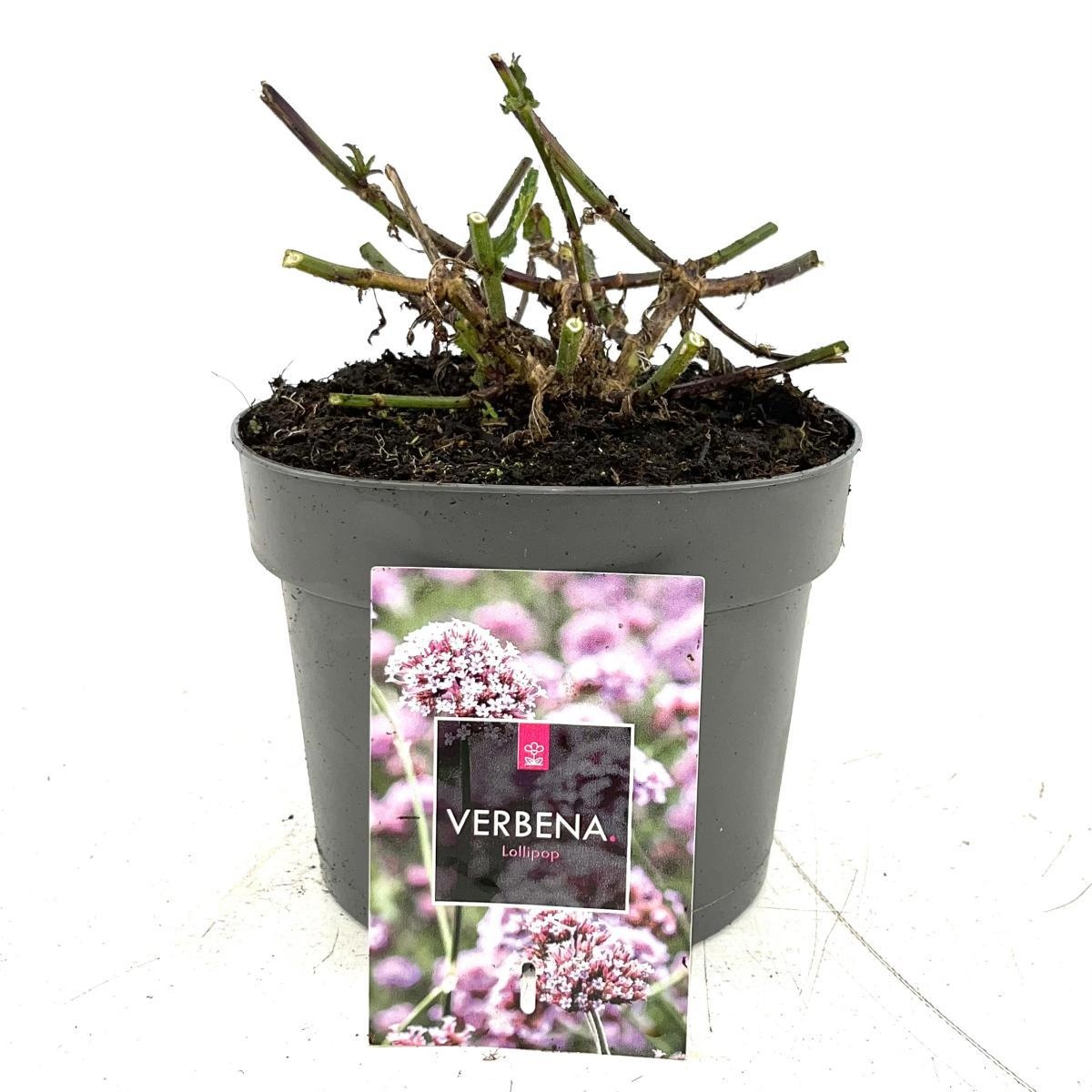 Verbena bon. 'Lollipop', D 17 cm