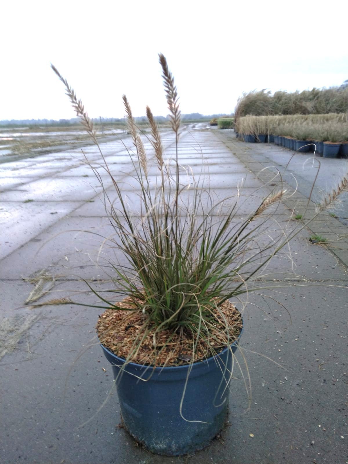 Pennisetum alop. 'Hameln', D 23