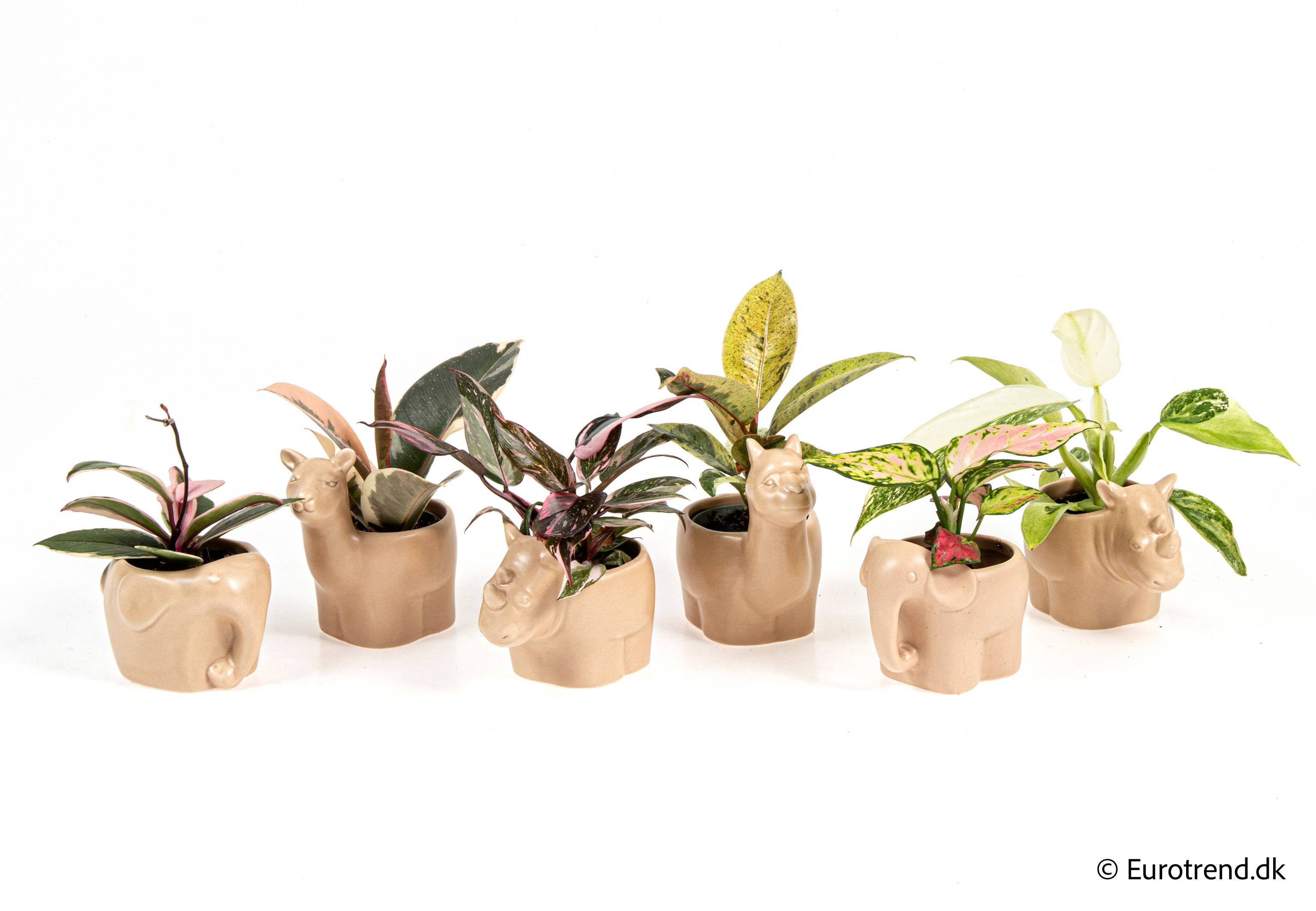 Green mix in New Look ceramic 2026, D 6