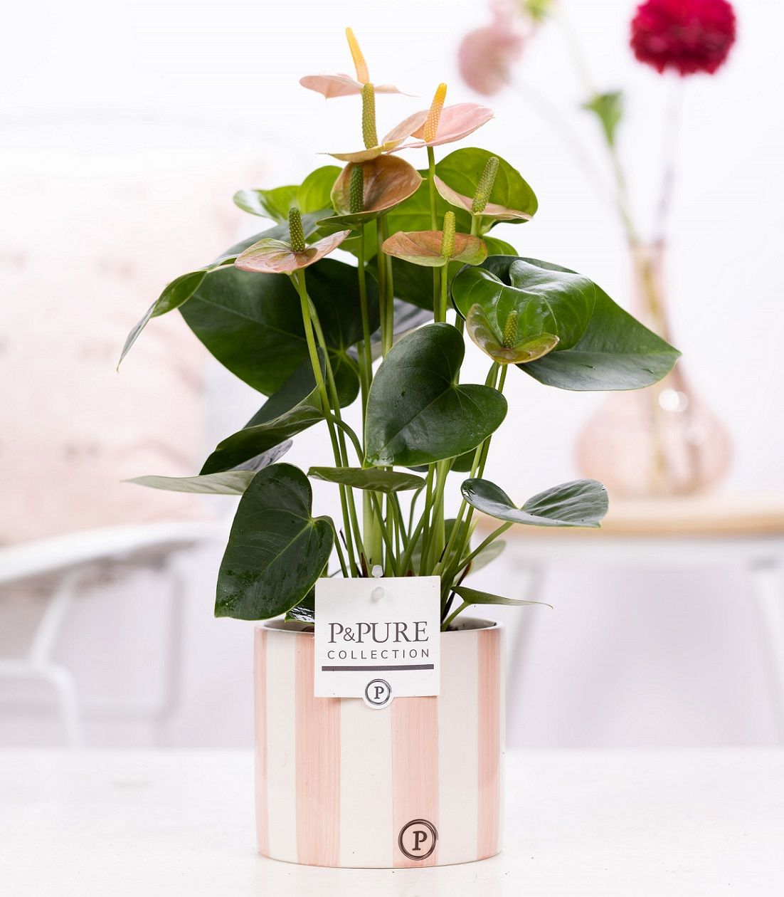 Anthurium pink (Spirit) in P&PURE Eline 2 cer. pink, D 12