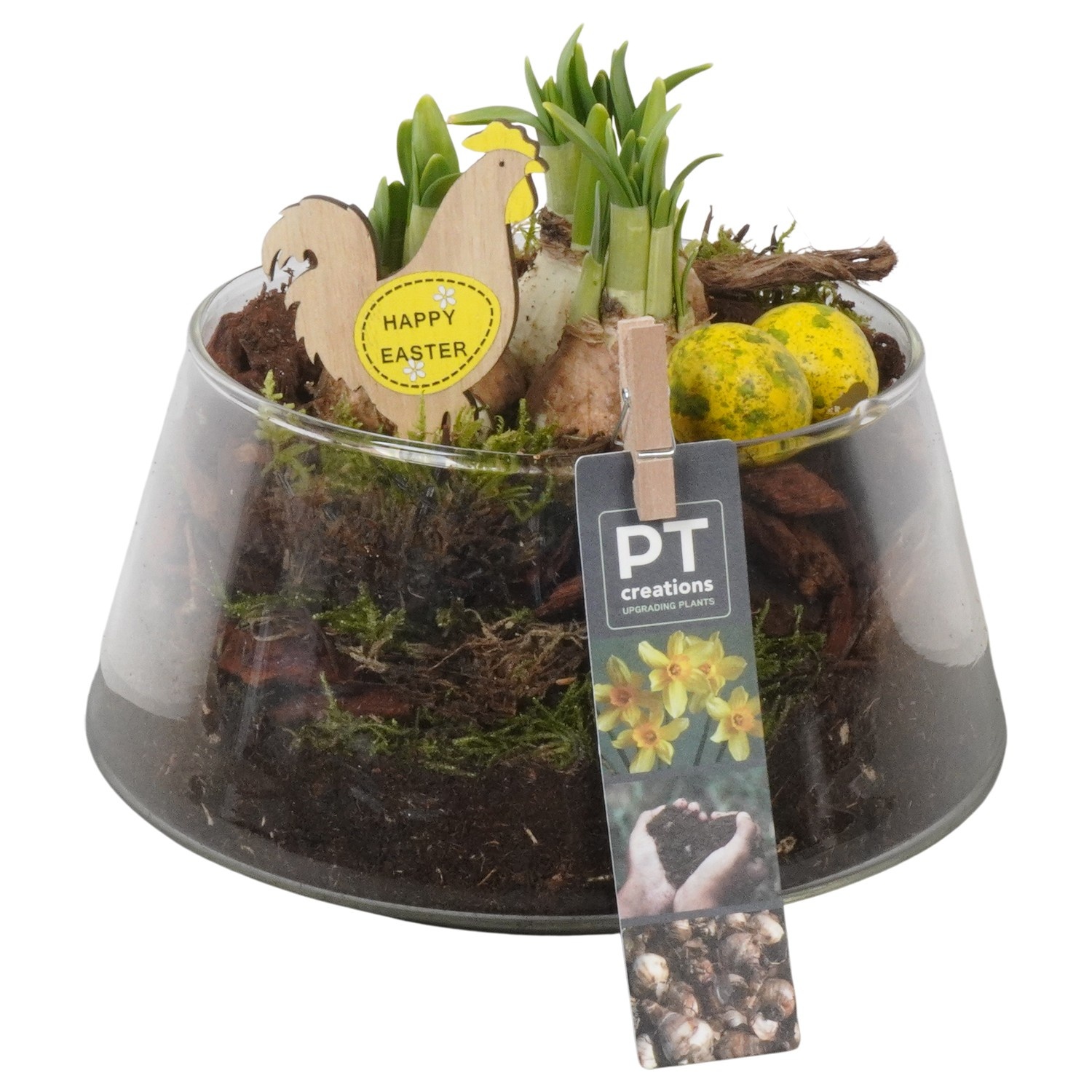 PTNP4517 Arrangement Narcissus Easter in glas schaal, D 18