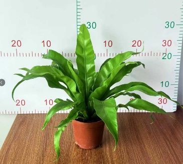 Асплениум нидус 11 30 (предзаказ)