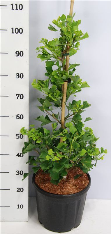 Ginkgo bil. Fastigiata Blagon, D 32
