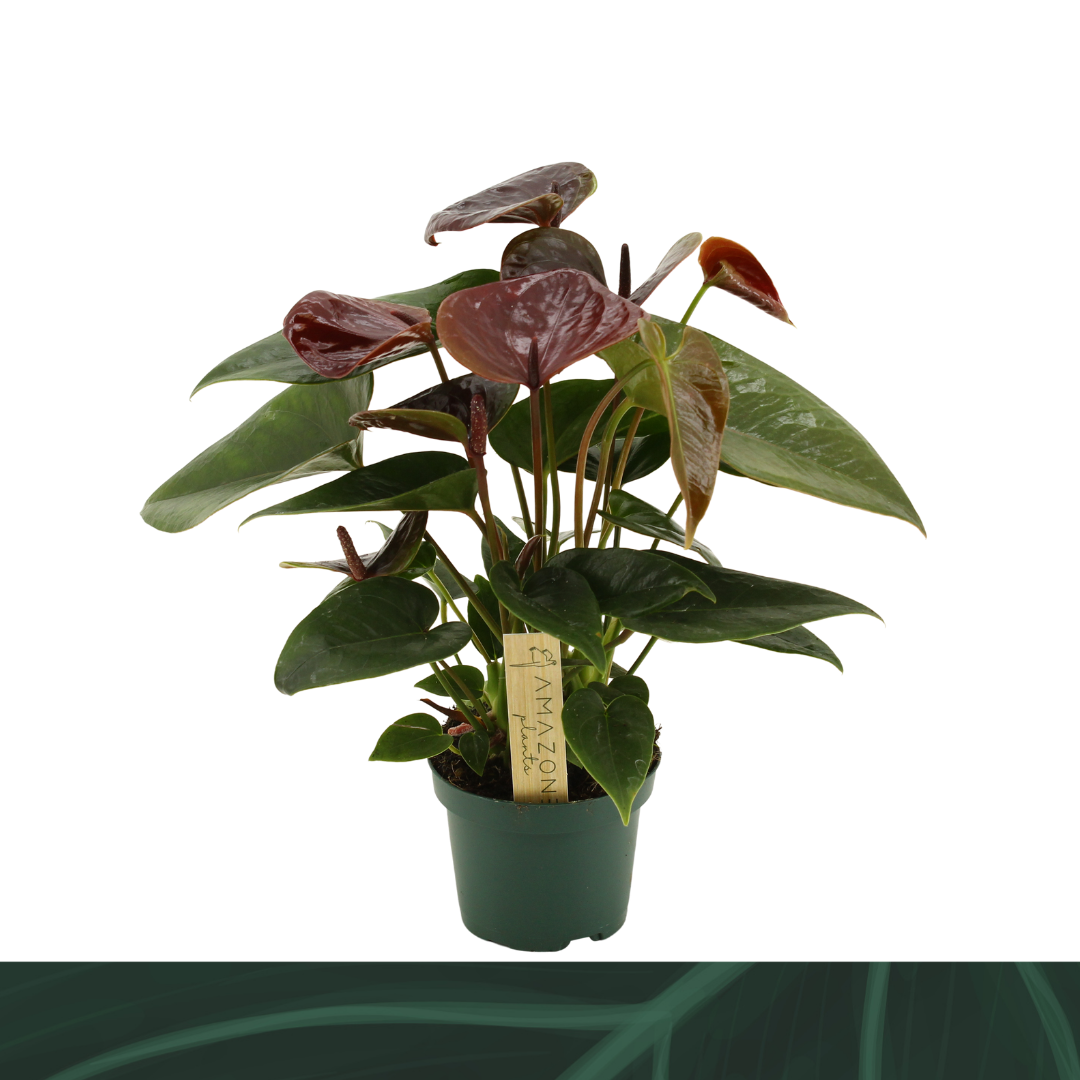 Anthurium Essencia 9cm, D 9