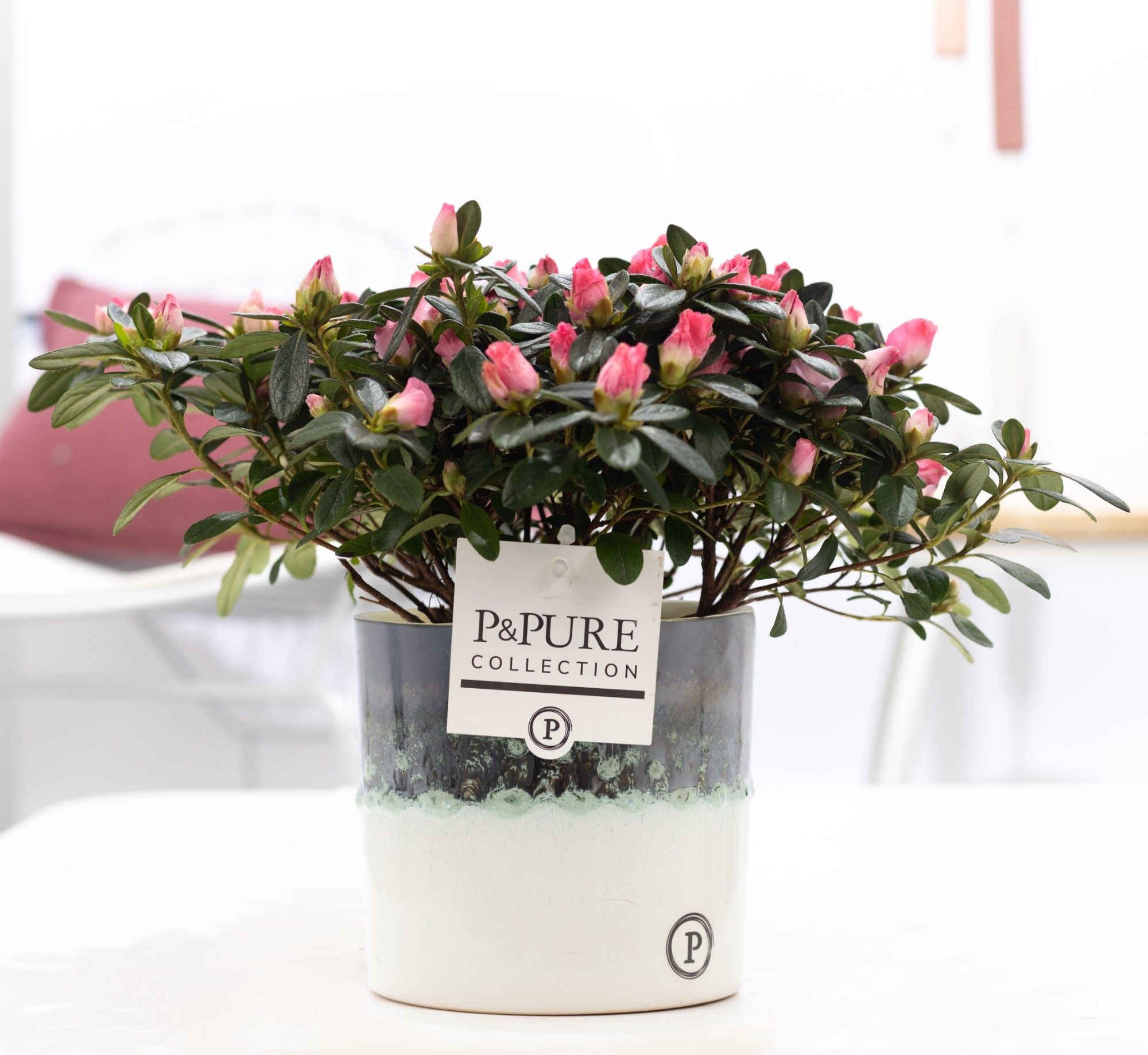 Azalea P&PURE Collection Illusion keramiek rose, D 12