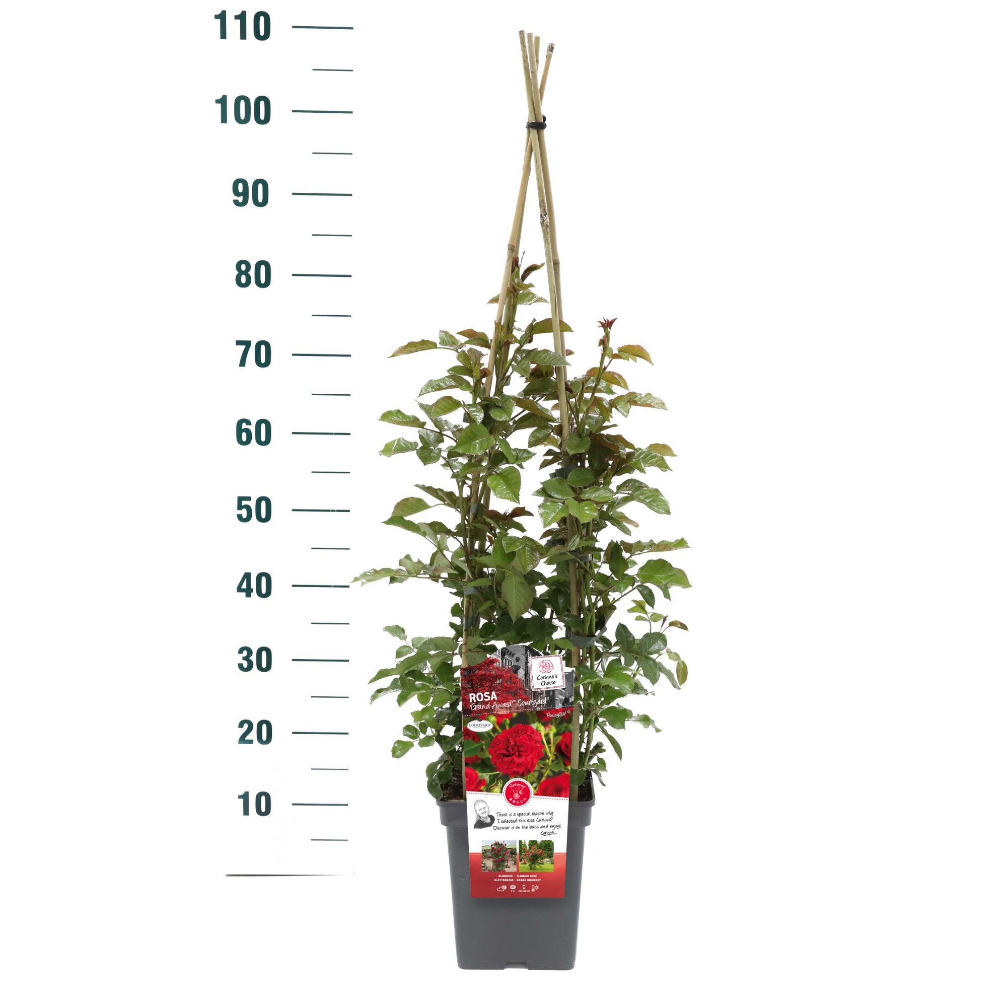 Rosa 'Grand Award' - Klim - VP5 - Exclusive Collection, D 23