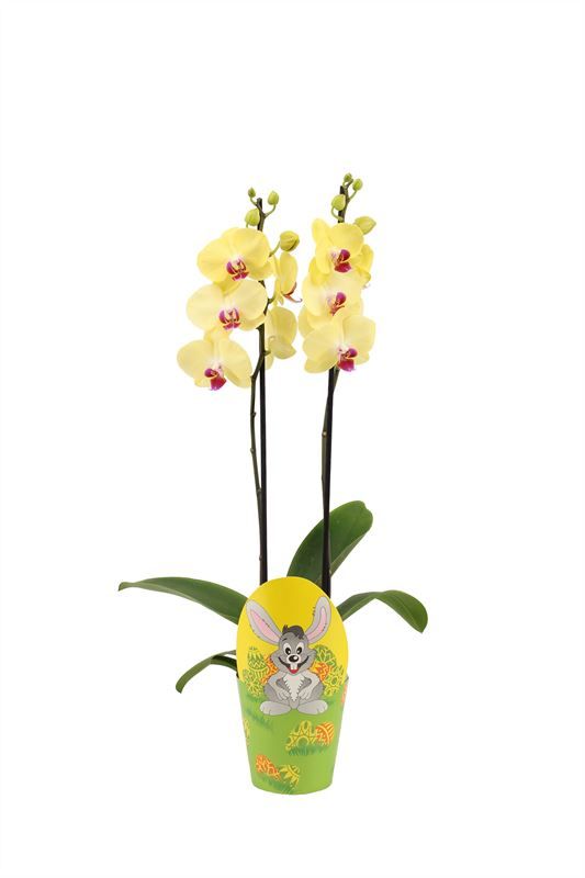 Potcover p12 easter bunny Phal yellow 2T14+, D 12