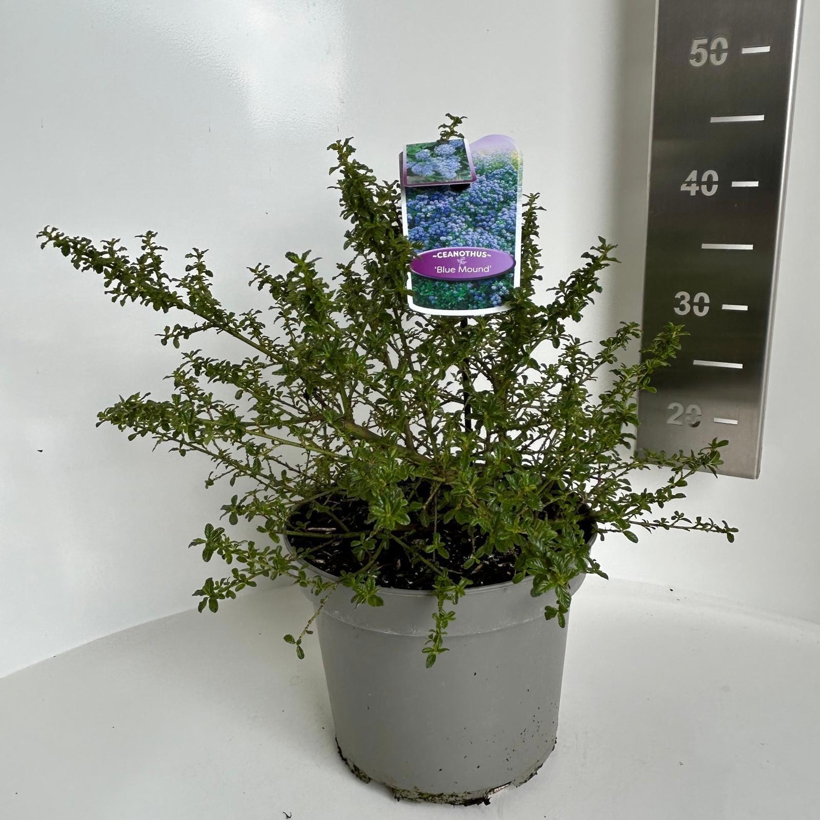 Ceanothus 'Blue Mound', D 23