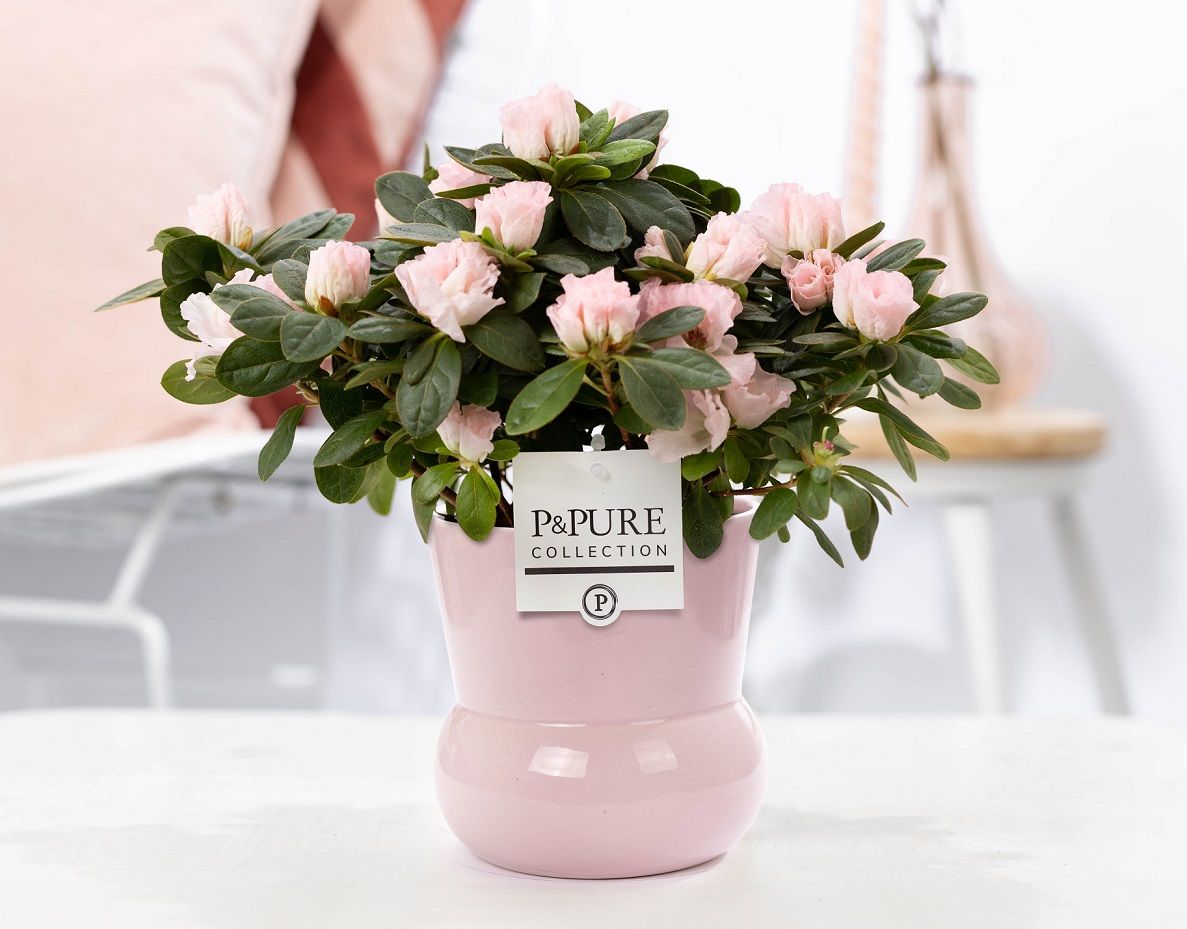 1st class Azalea pink in P&PURE Plant Vase Maxima pink, D 12