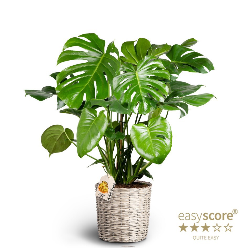 Basket, Monstera deliciosa, D 26