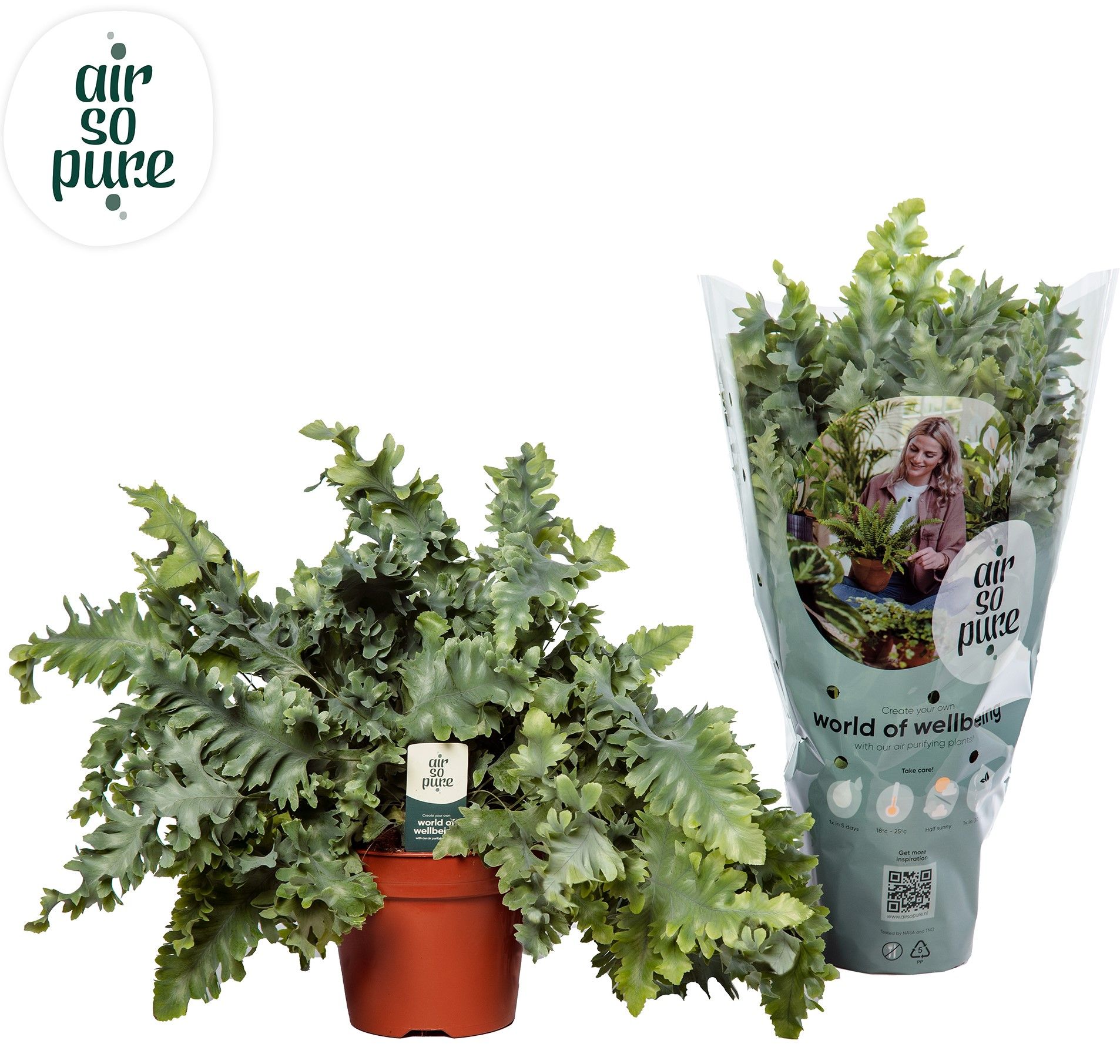 Phlebodium Davana - Air So Pure, D 17