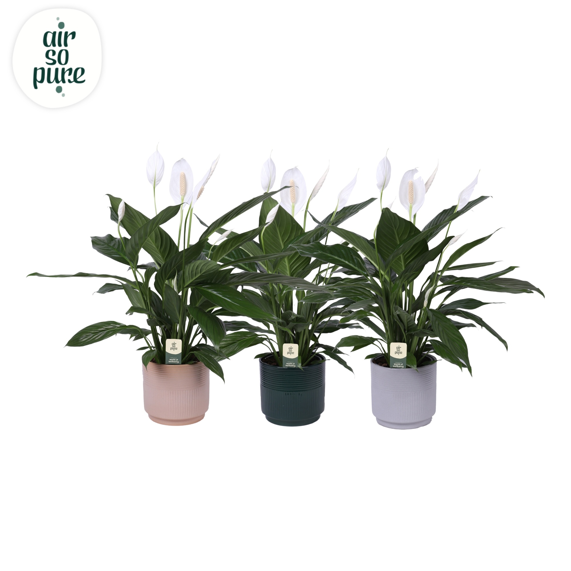 KP-115.1 - Spath Bingo Cupido 17cm in Nara pot, D 17