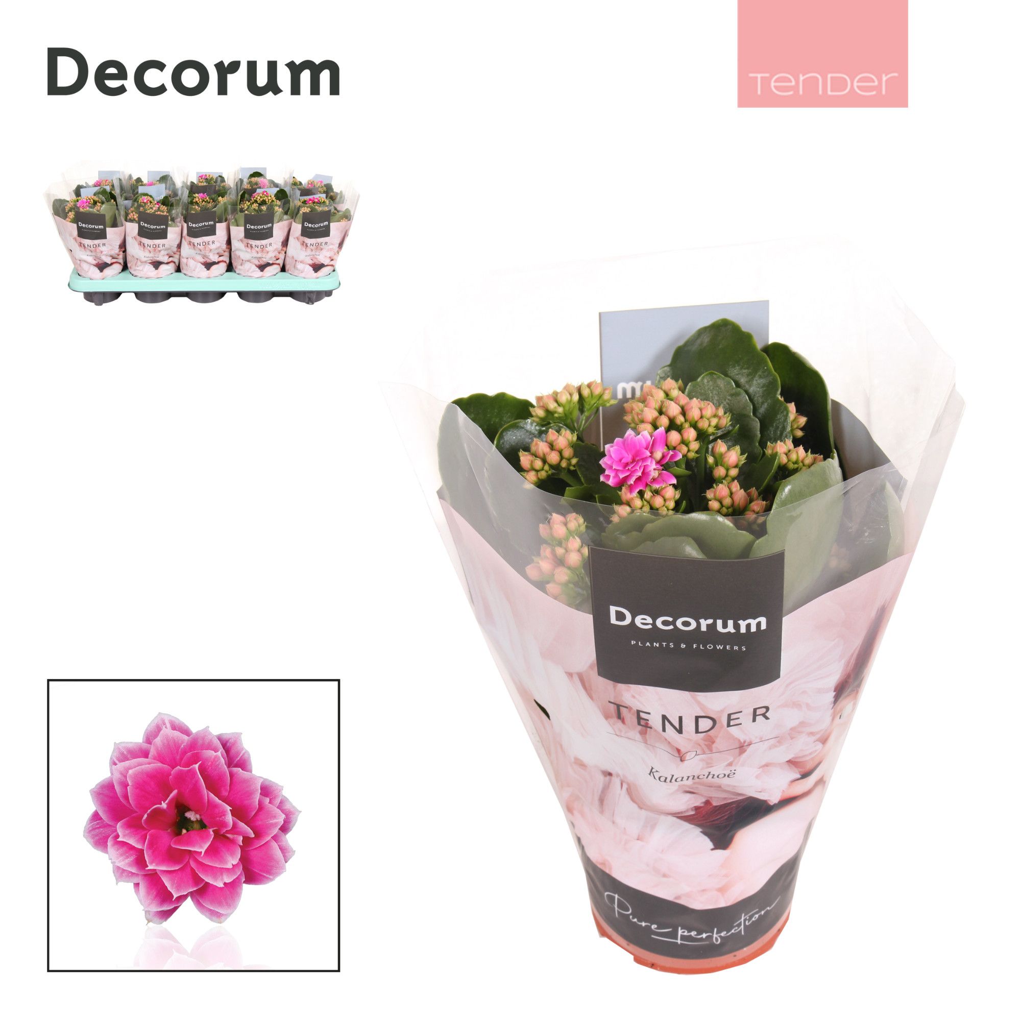 Kalanchoe Decorum TENDER - Serenity Purple White, D 10,5