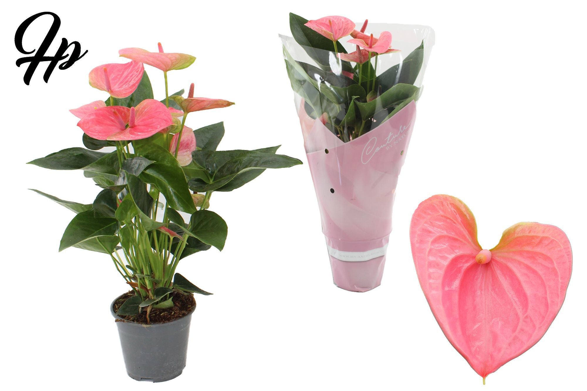 Anthurium 14 cm Sweet Dream in Couture sleeve, D 14