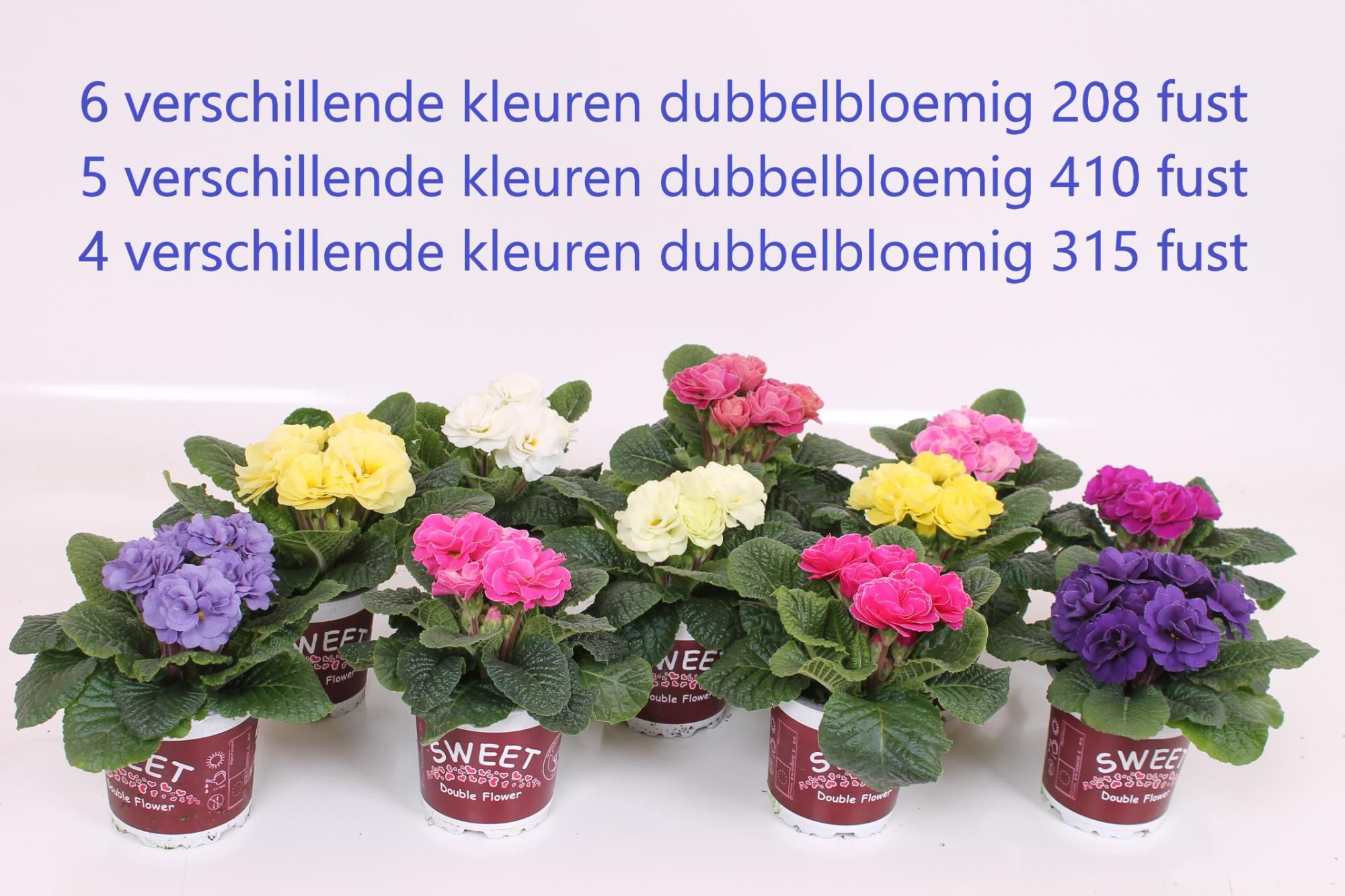 Primula Sweet Special - Dubbelbloemig Mixlaag, D 11