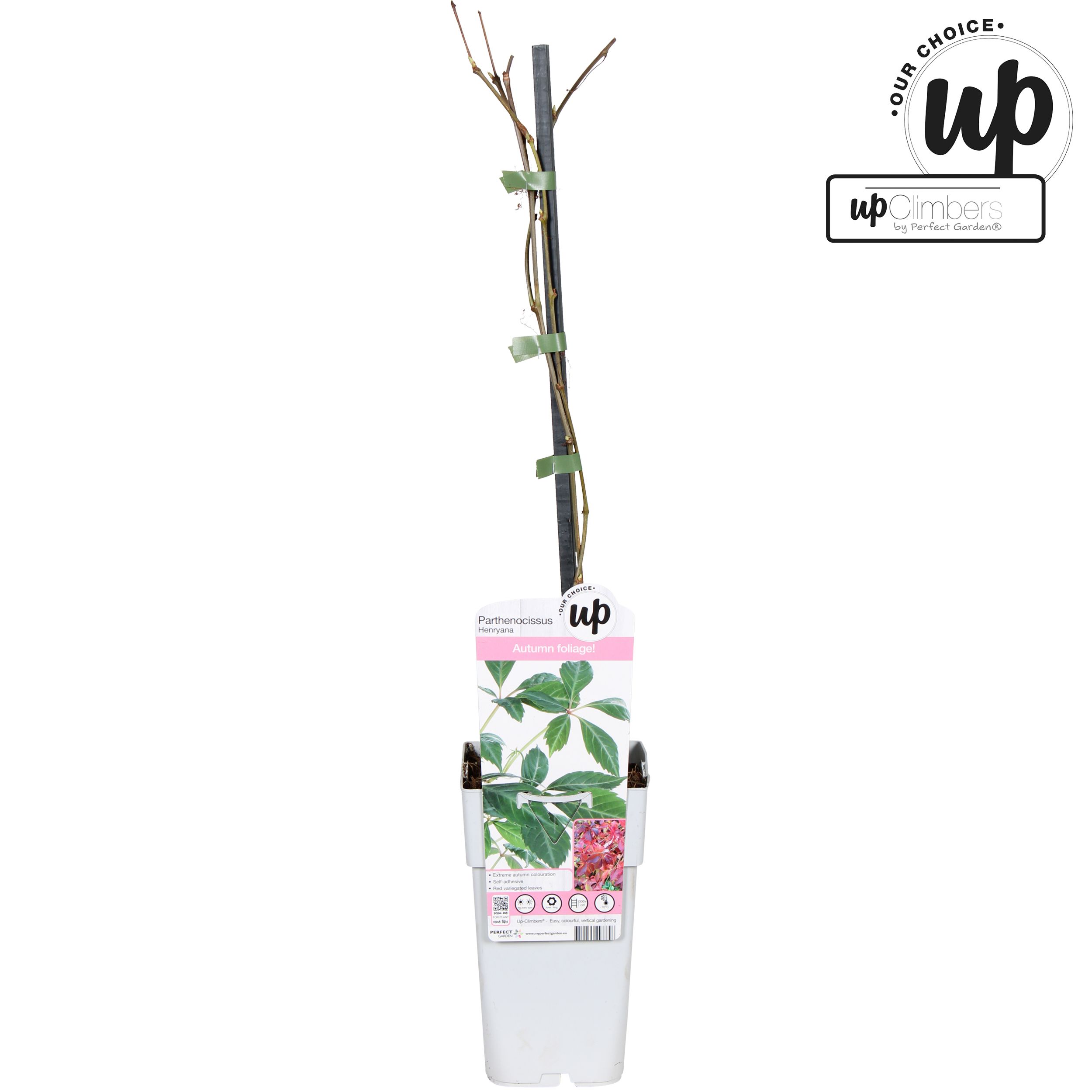 Parthenocissus henryana P15, D 15