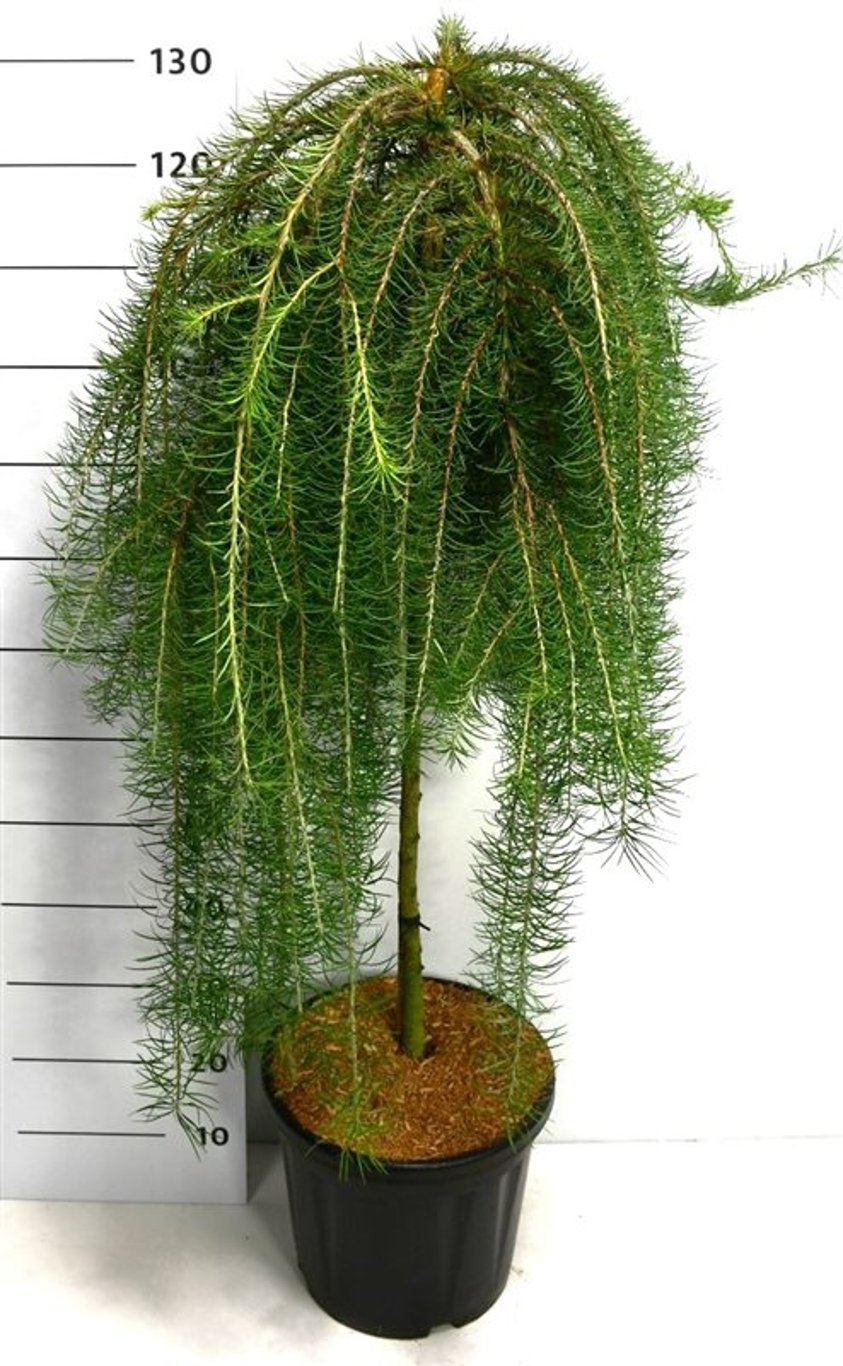 Larix Kaempf. 'Boring Weeper', D 38