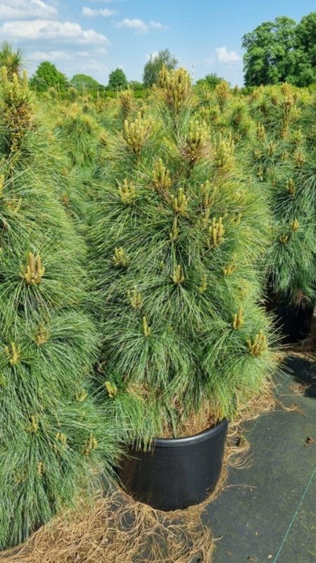 Pinus schwerinii 'Wiethorst', D 50