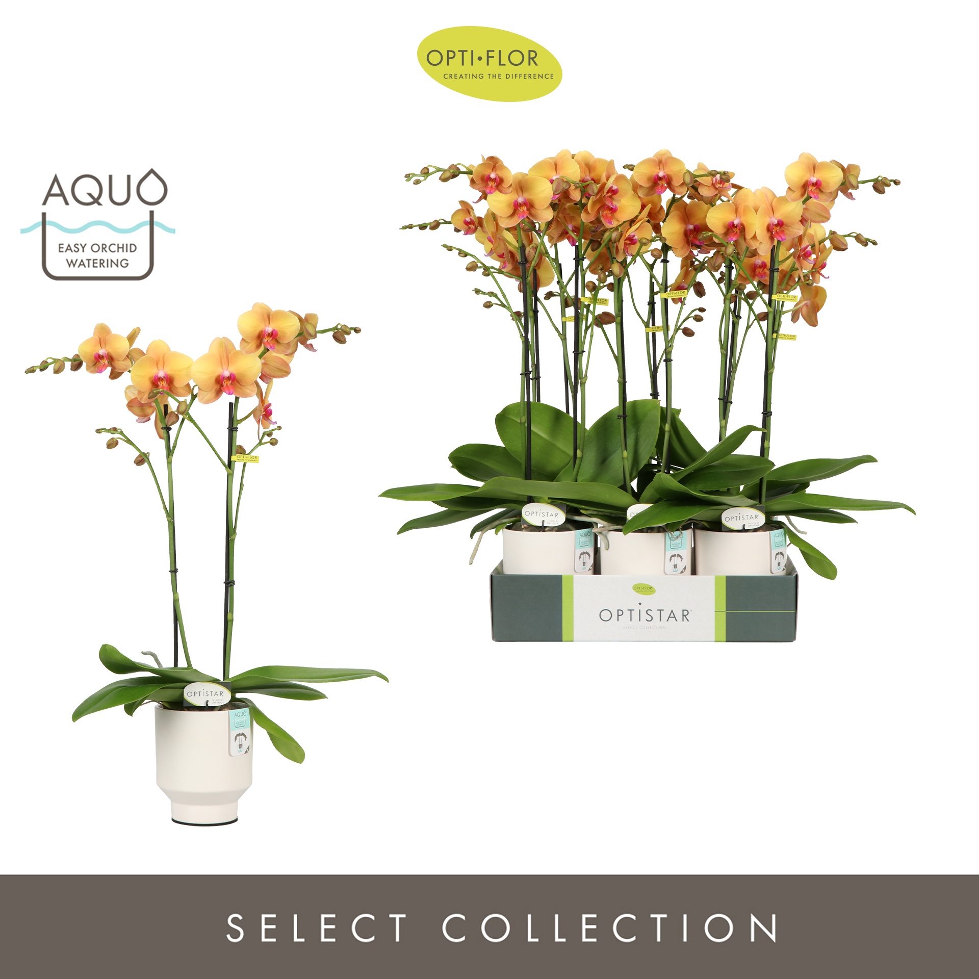 Optistar Deshi 2 spike in Emilia White Aquo, D 12 cm