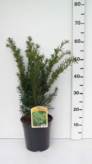 Taxus media 'Densiformis', D 19
