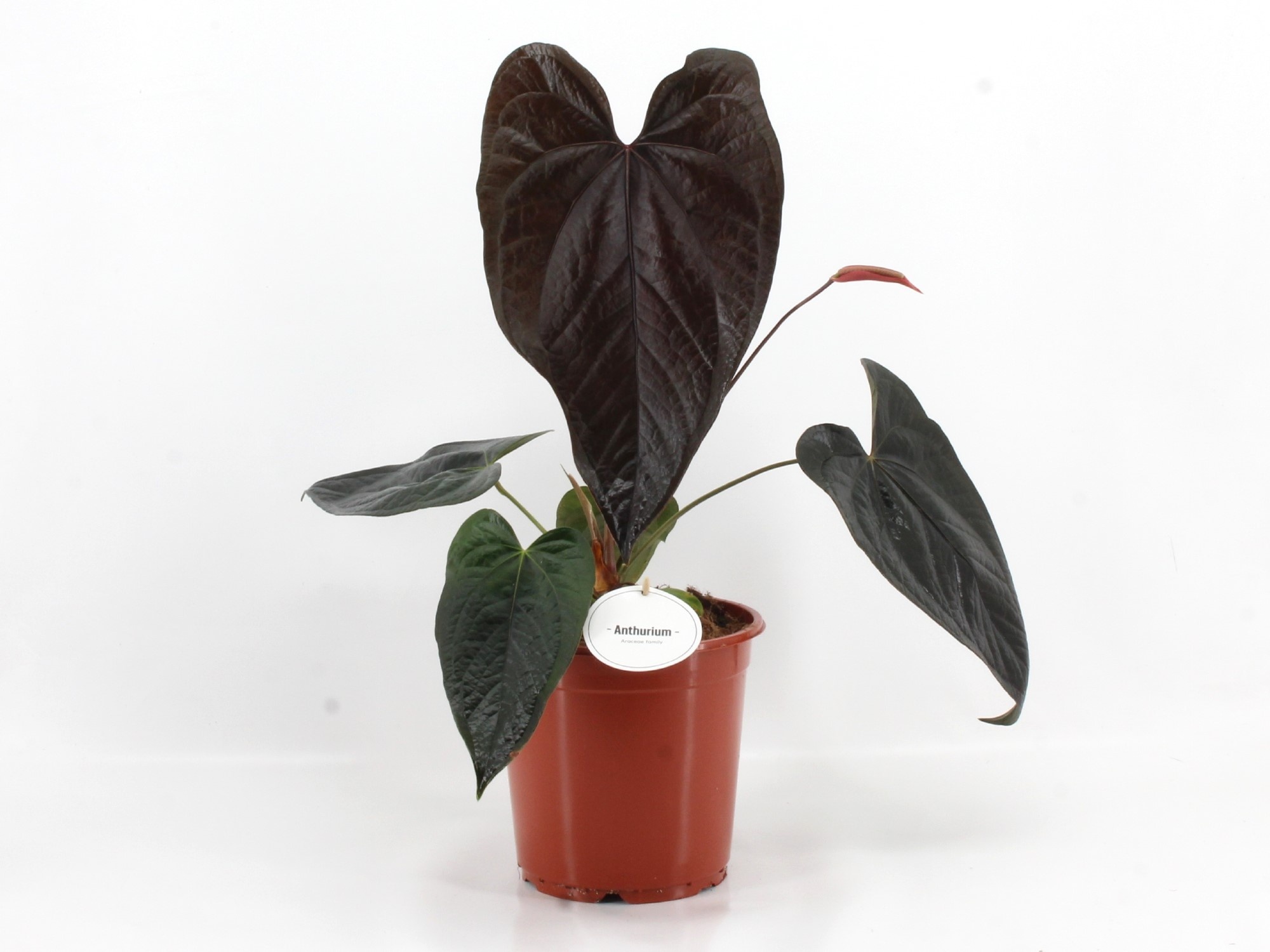 Anthurium Queen of Hearts, D 21