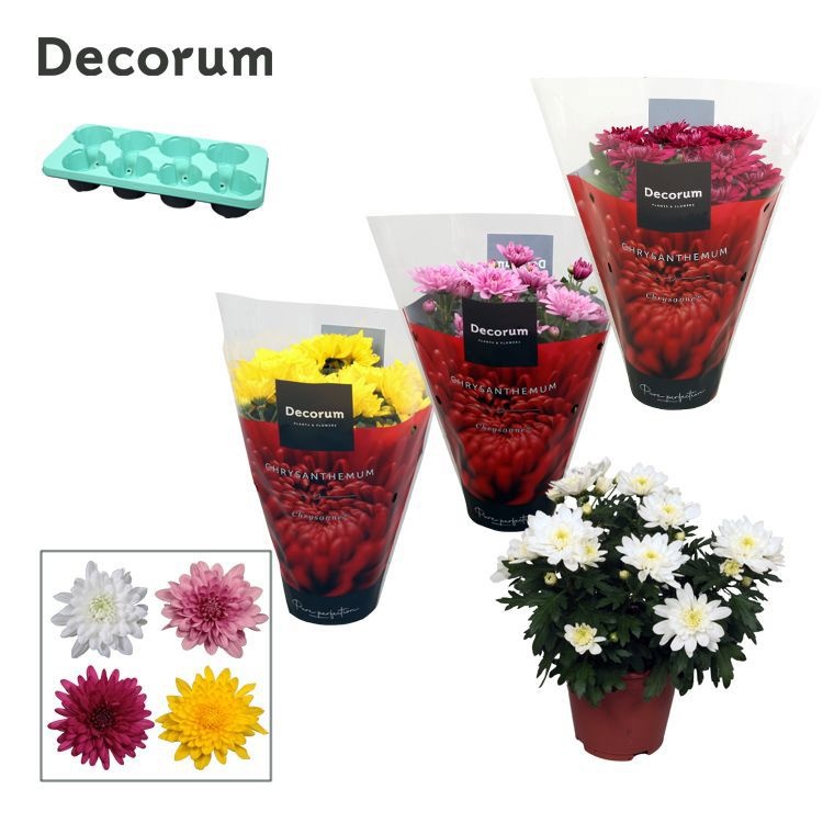 Chrysanne® Grandezza Mix full CC, D 13