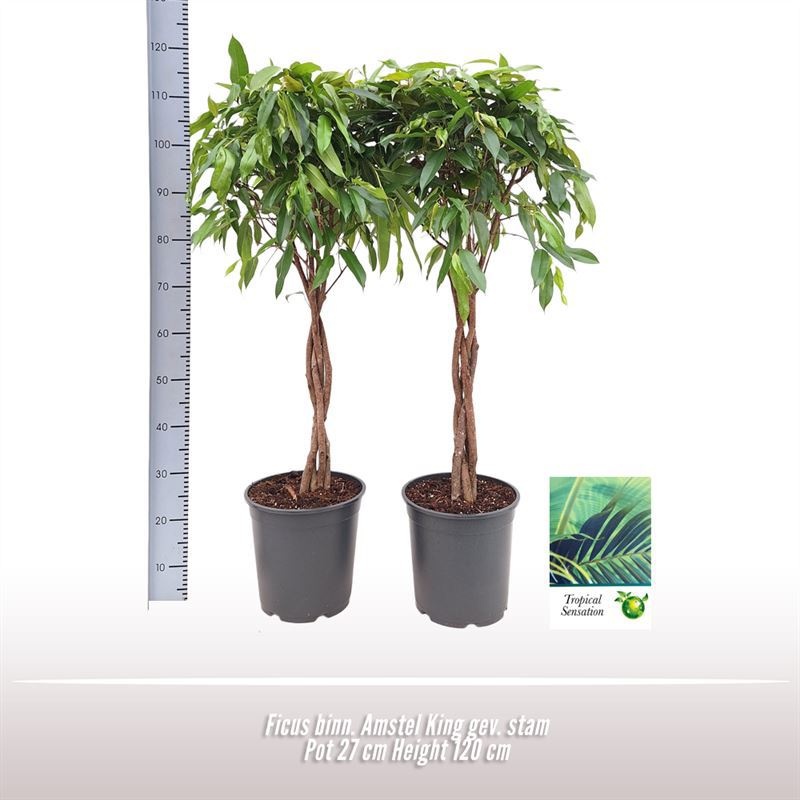 Ficus binn. Amstel King gev. stam, D 27