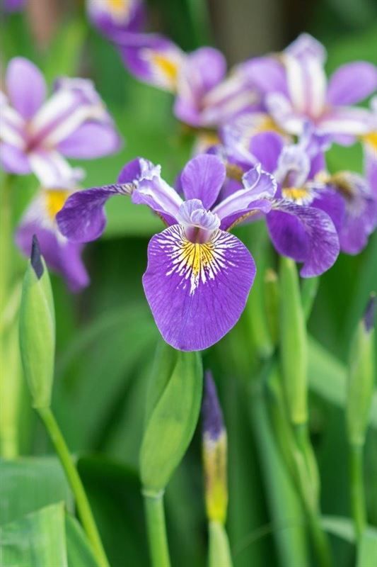 Iris pseudacorus Blue (18x18), D 18