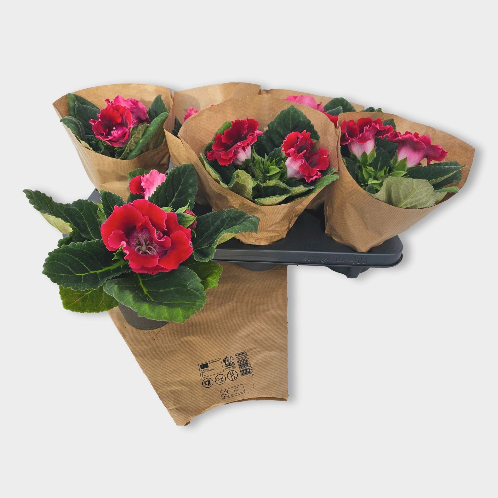 Gloxinia Avanti Scarlet Red, D 12