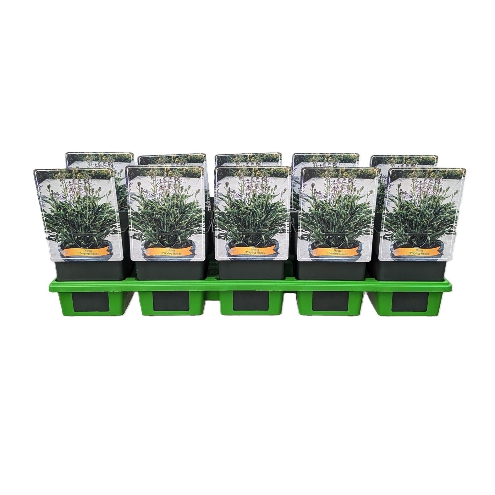 Hosta 'Praying Hands' P11, D 11