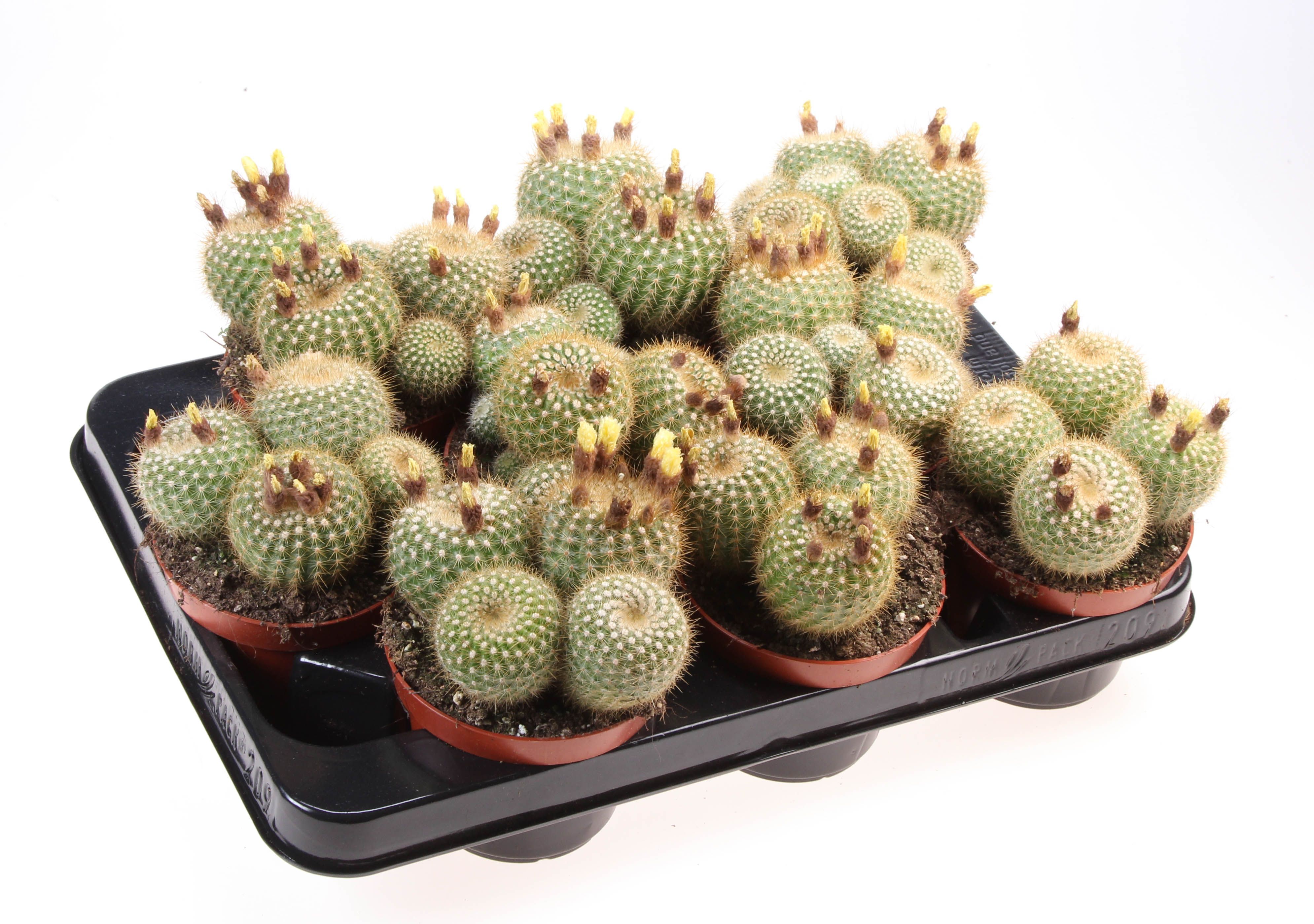 Notocactus parodia, D 10,5
