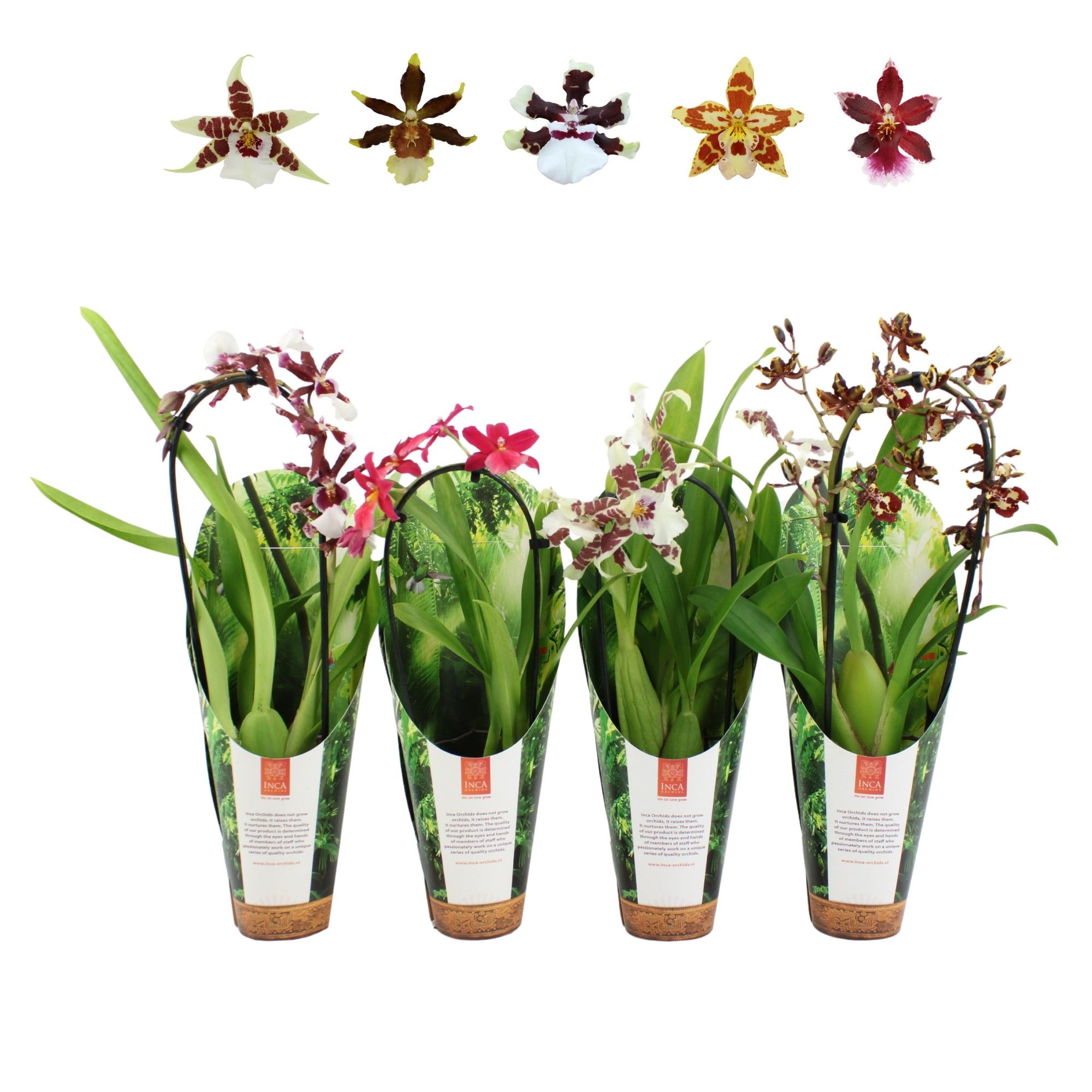 Inca Cambria mix Cascade 9cm luxury jungle cover, D 9