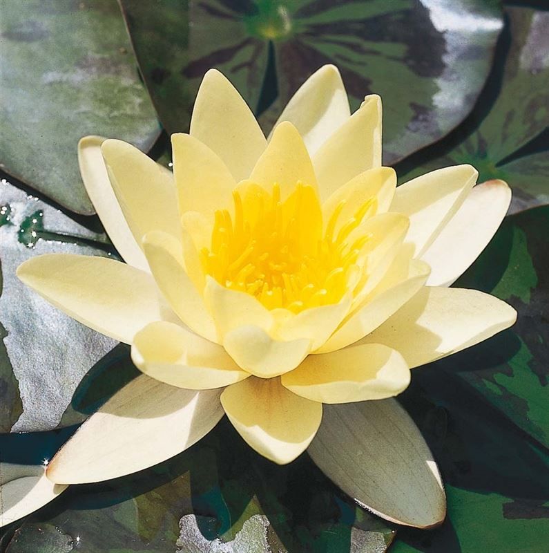 Nymphaea GEEL 40cm mand moederplant, D 40