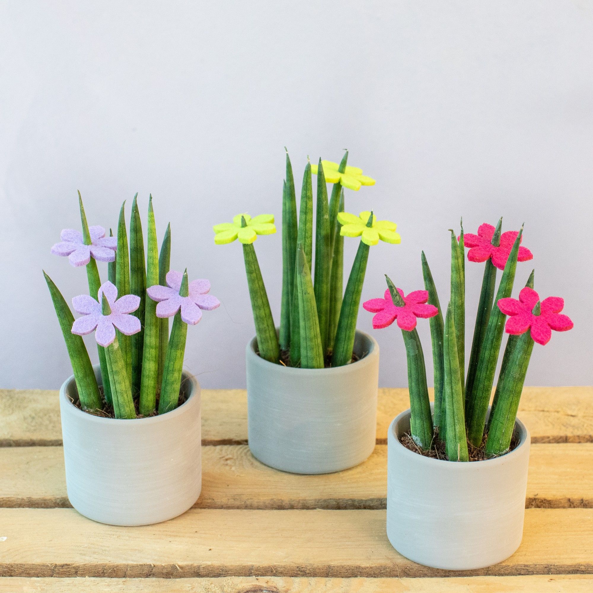 Spring Flower Creations 6 cm, D 7