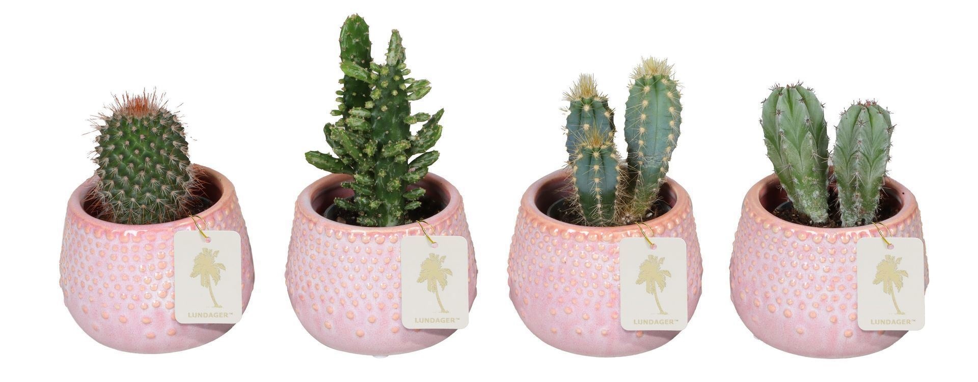 L 67262 With Cactus Mix 6 cm, D 6