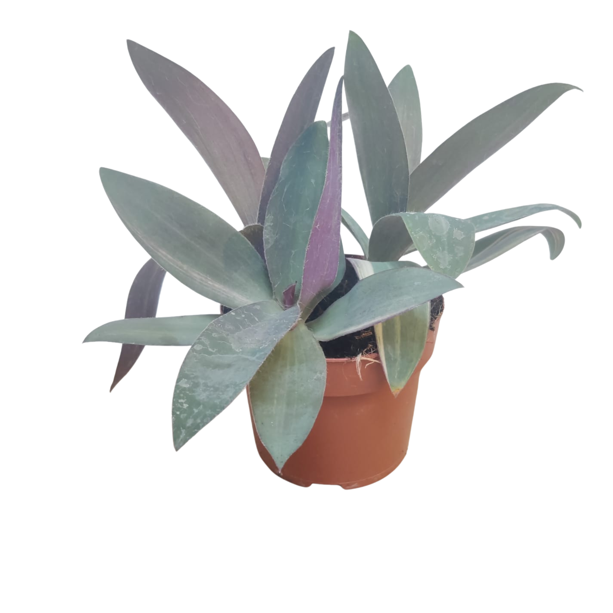 Tradescantia Pallida, D 12